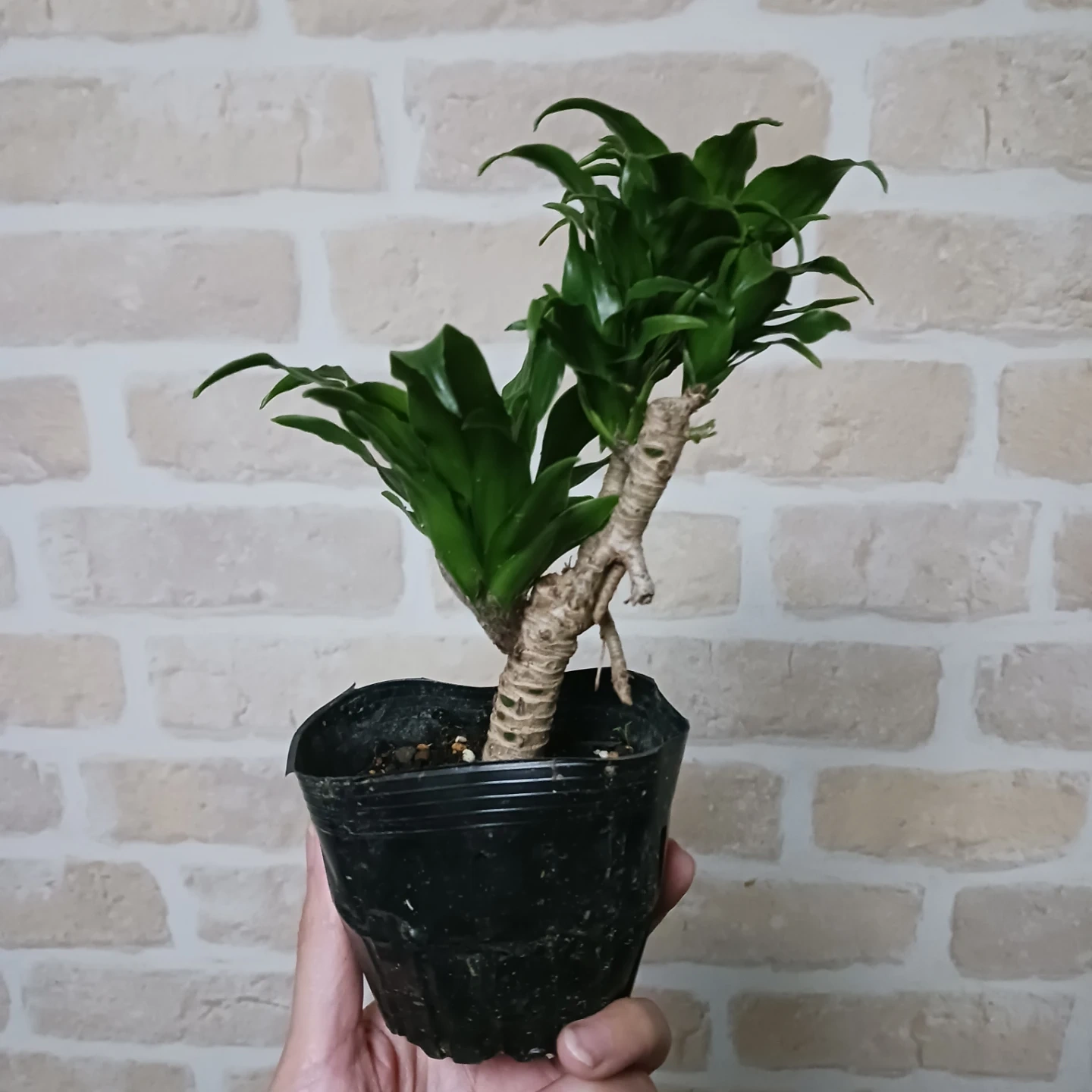 ドラセナコンパクタ 3号ポット苗 観葉植物の写真2枚目