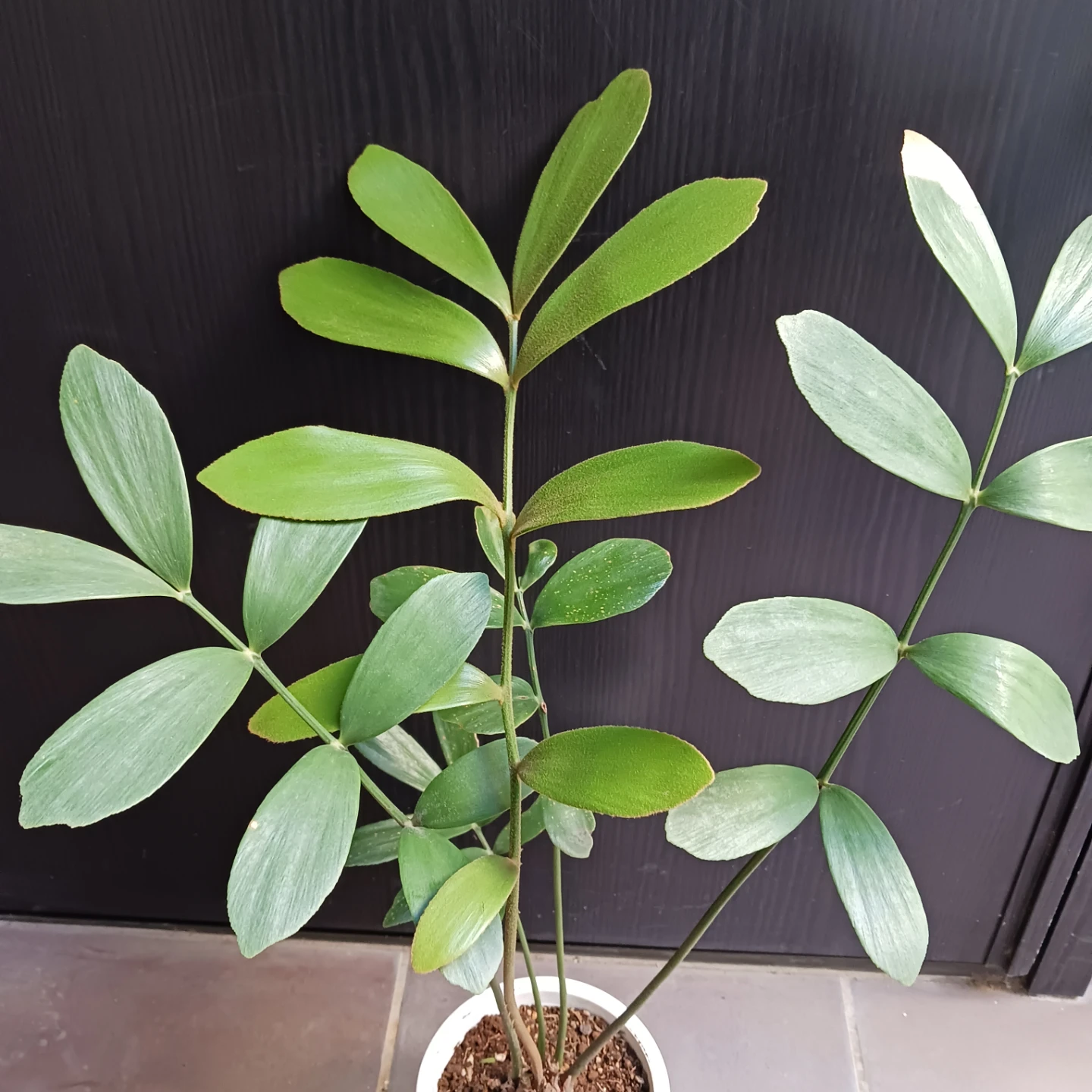 メキシコソテツ　ザミア　4号　観葉植物の写真5枚目