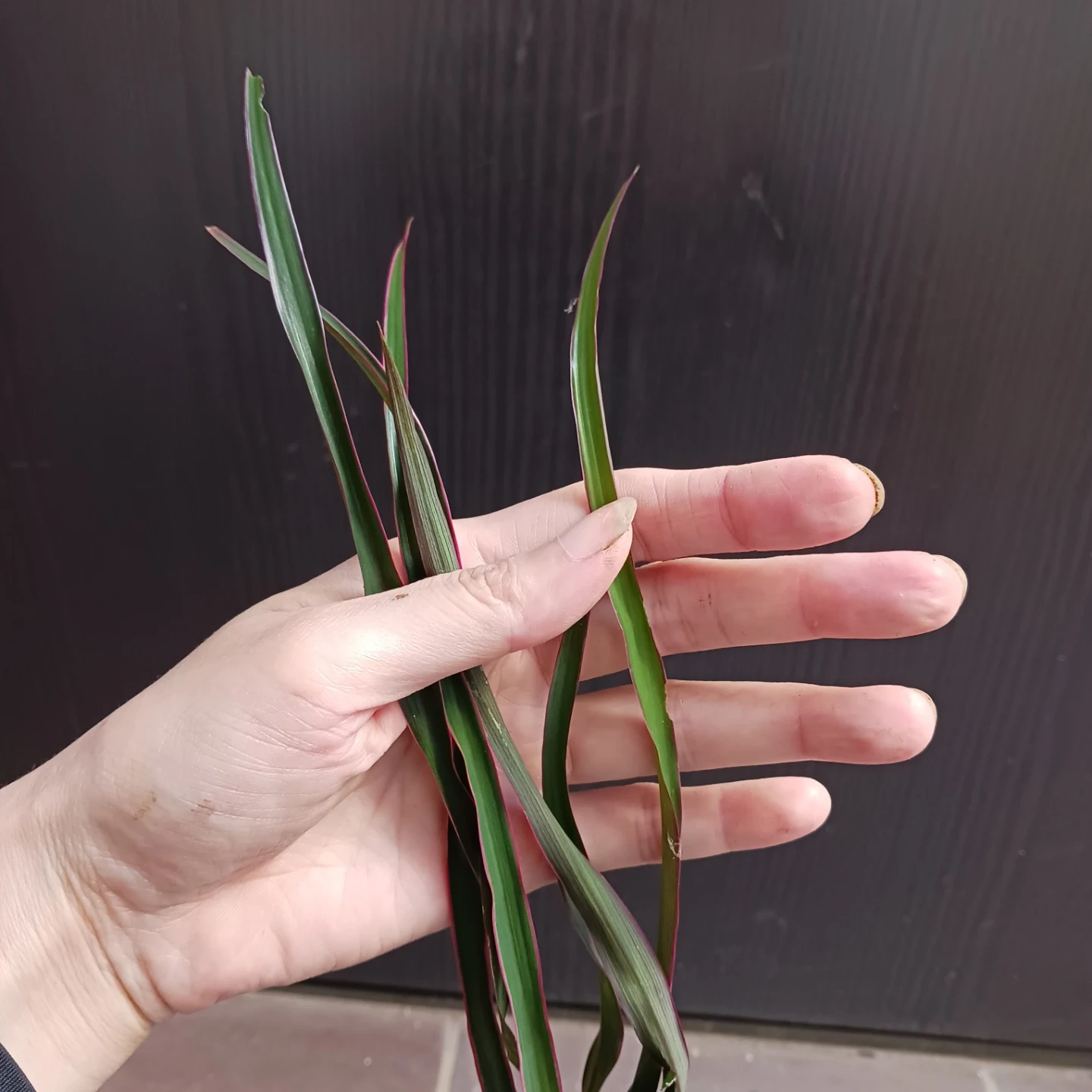 希少★1 コルジリネ 3.5号 観葉植物の写真8枚目