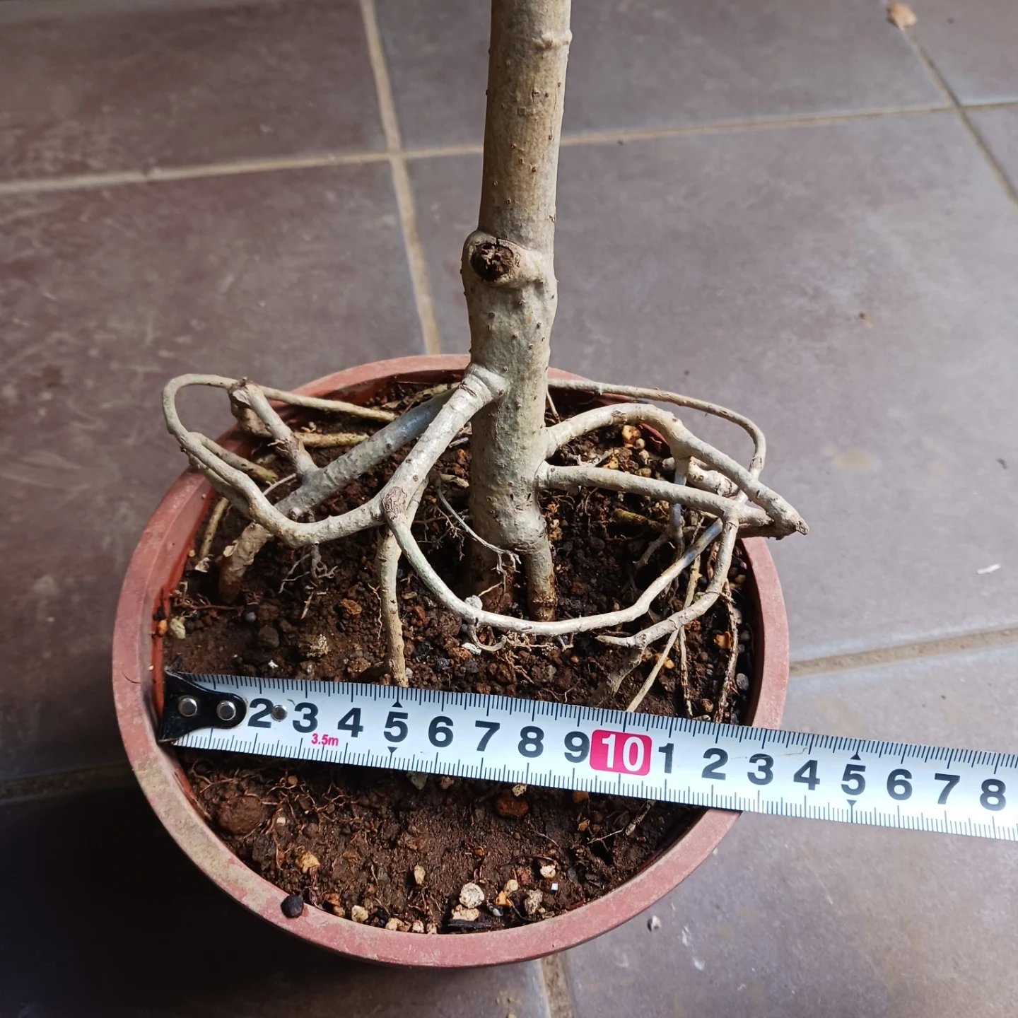15 シェフレラ コンパクタ 5号 ホンコン 観葉植物 クイーンの写真10枚目