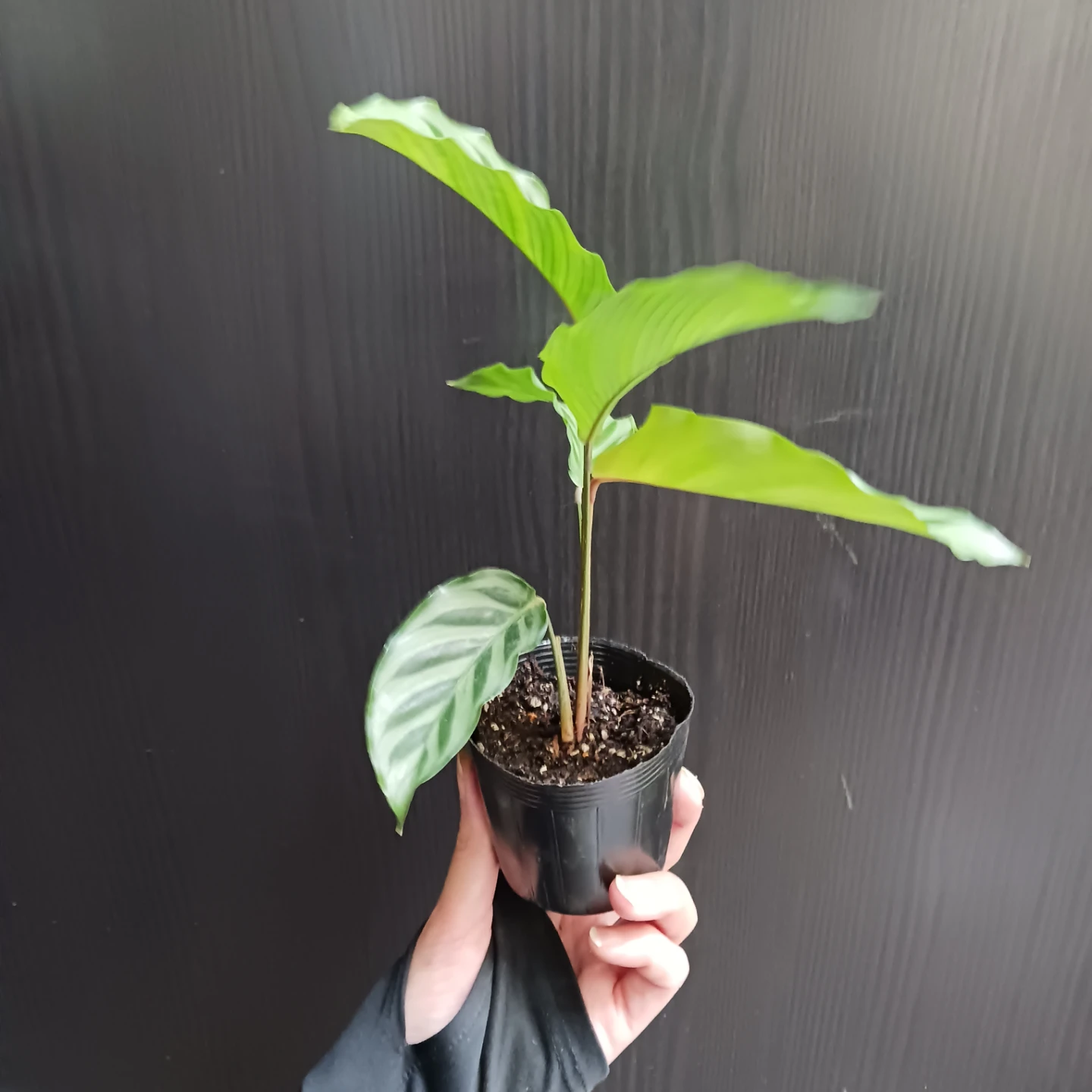 カラテア　フレディ　2.5号ポット苗　観葉植物の写真4枚目