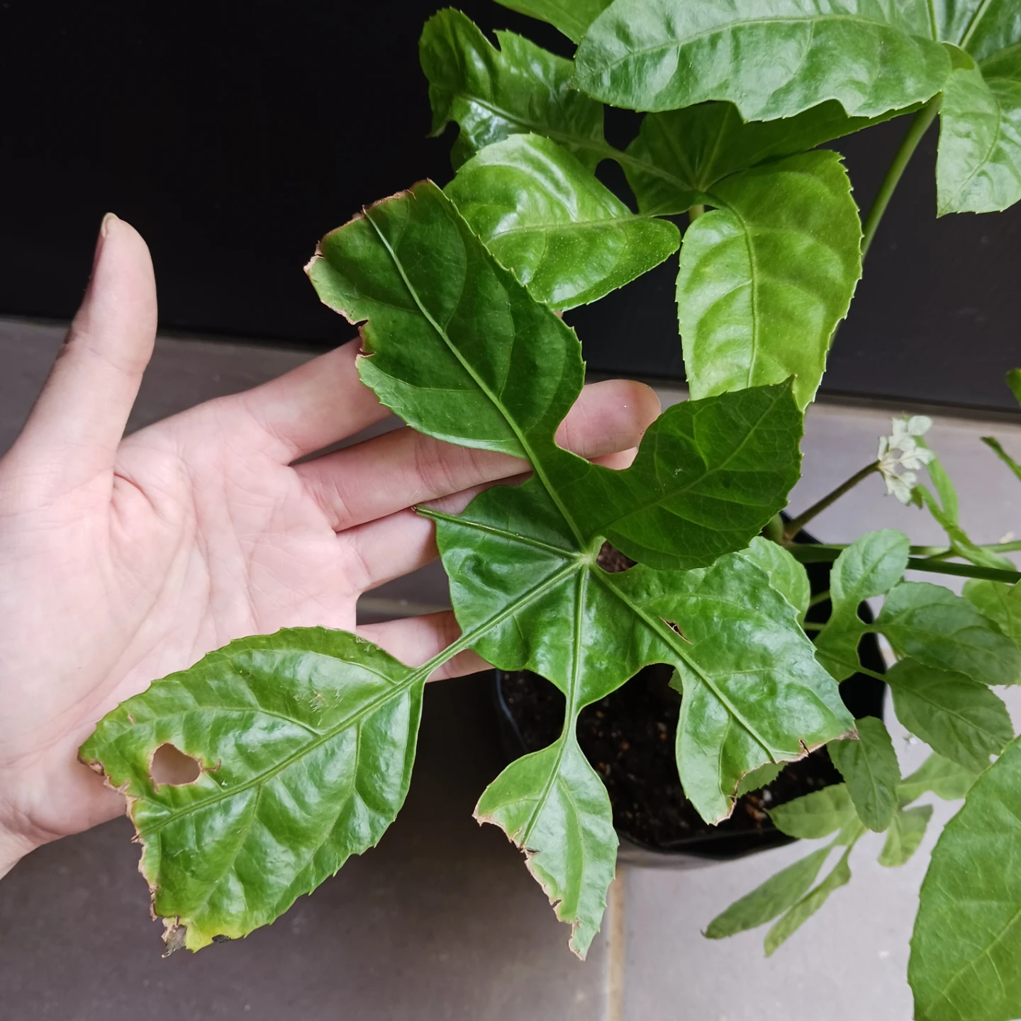 レア★18 トラベシア　5号　観葉植物　トレベシアの写真5枚目