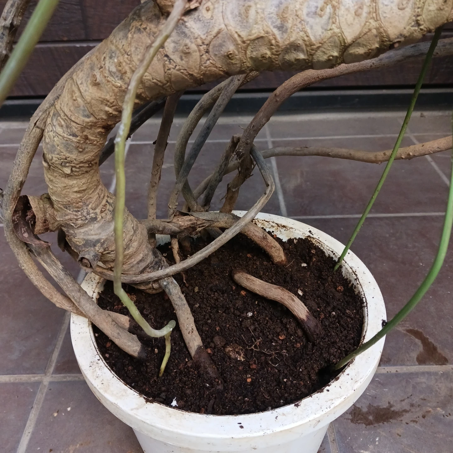 まとめ買い対象★9 クッカバラ 8号 幹上がり 幹立ち 個性的 観葉植物の写真4枚目