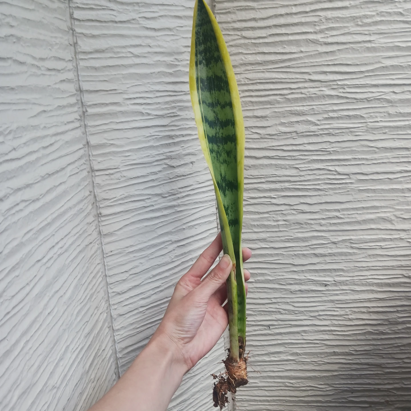 4 サンセベリア　ローレンチ　3号ポット苗　サンスベリア　観葉植物の写真2枚目