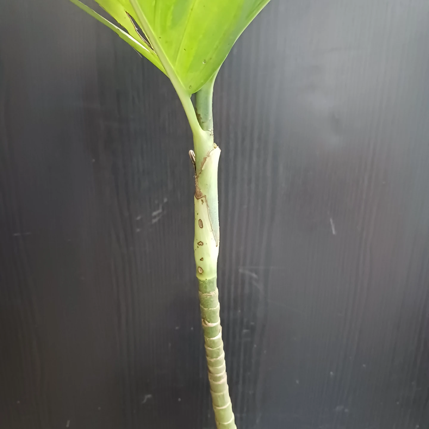 まとめ買い対象★レア★7 テネラ　5号相当　ヤシ　観葉植物の写真7枚目