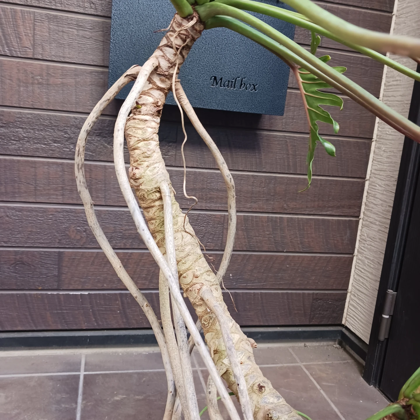 まとめ買い対象★9 クッカバラ 8号　幹上がり　幹立ち　個性的　観葉植物の写真6枚目