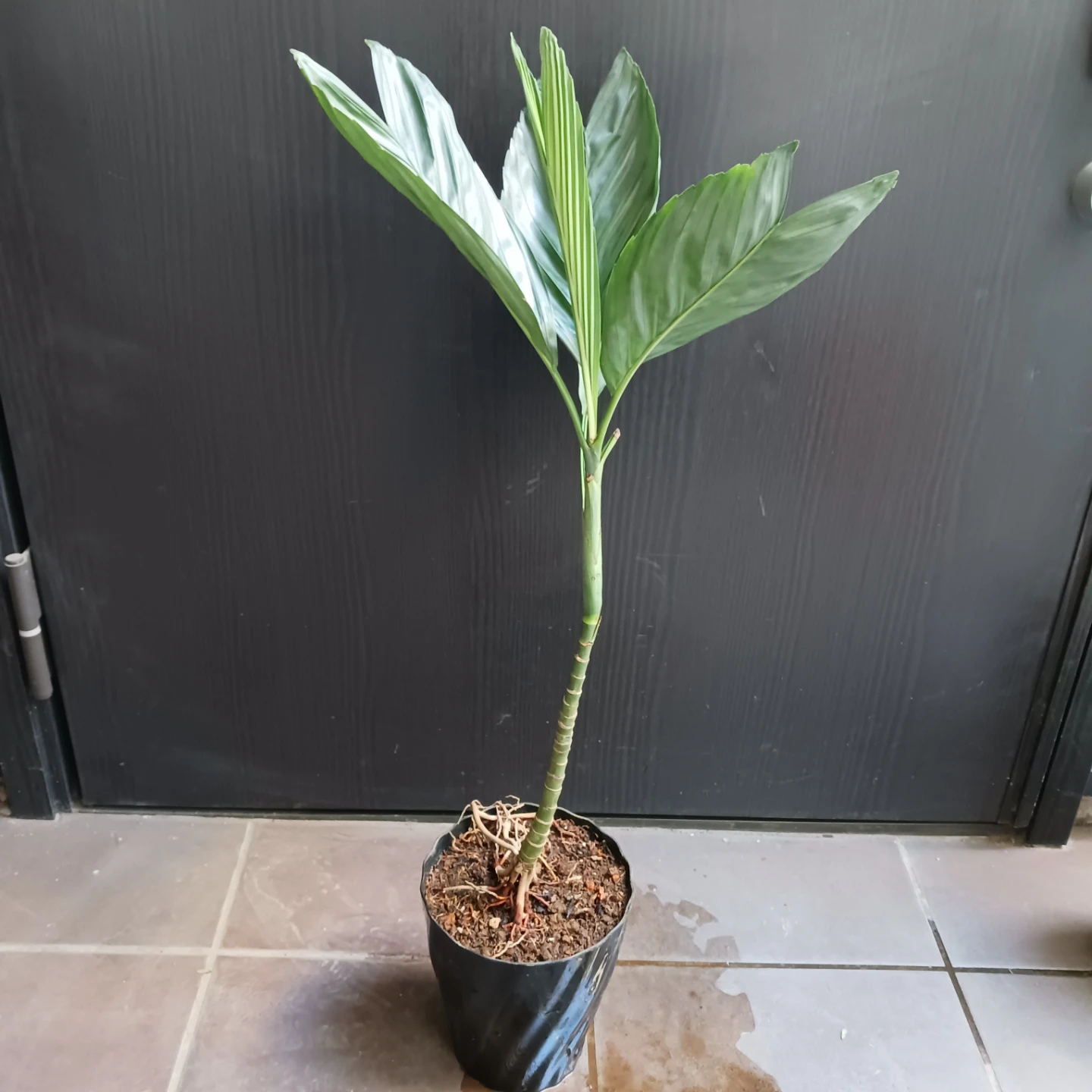 まとめ買い対象★レア★6 テネラ　5号 根上がり チャメドレア　観葉植物の写真3枚目