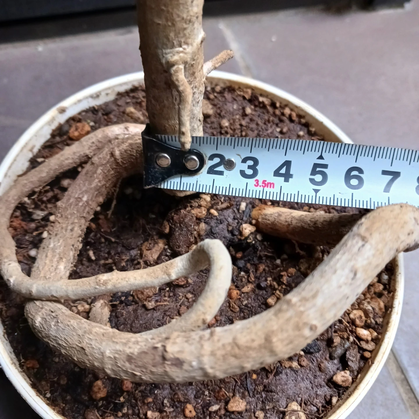 シェフレラ コンパクタ 5号 観葉植物の写真10枚目