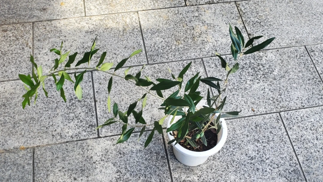 オリーブ 『ひなかぜ』 実付き 鉢植え