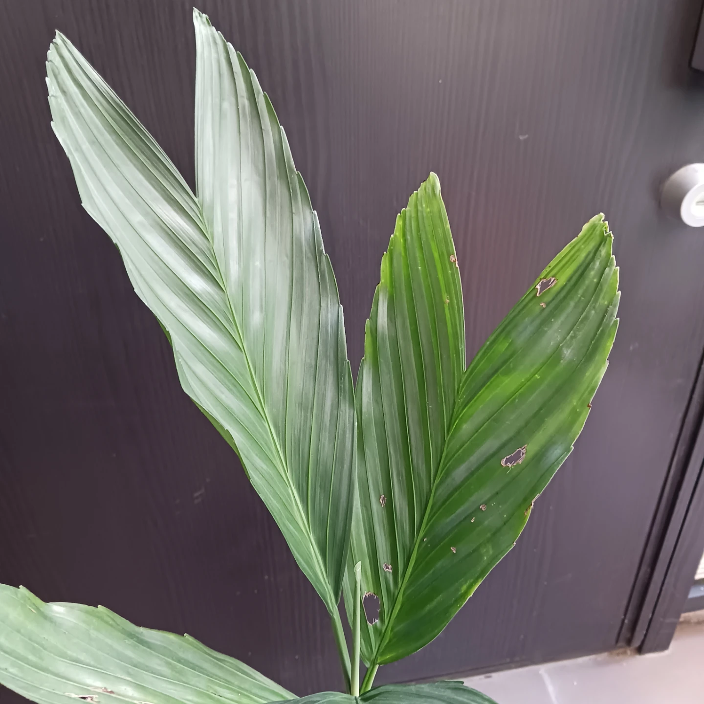 まとめ買い対象★レア★4 テネラ　5号 根上がり　ヤシ　観葉植物の写真6枚目