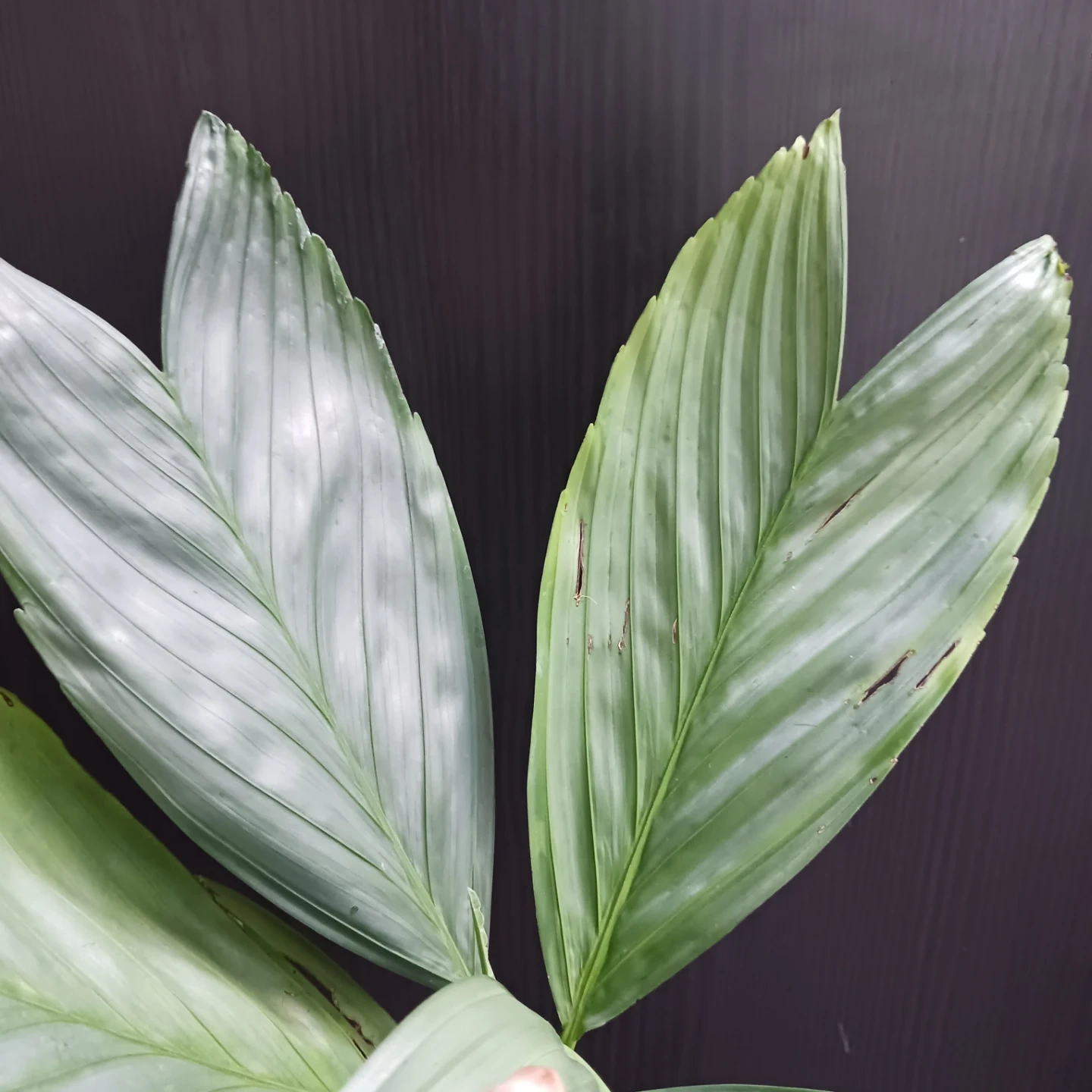 まとめ買い対象★レア★7 テネラ 5号相当 ヤシ 観葉植物の写真5枚目