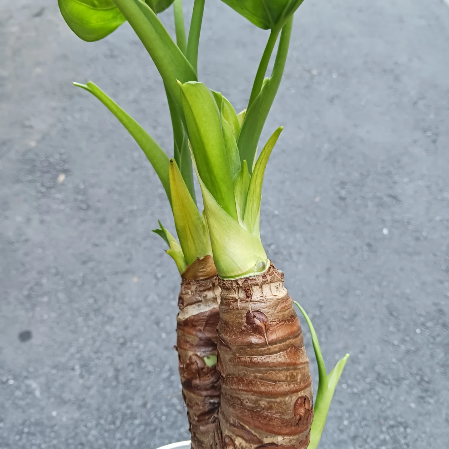 クワズイモ　4号　観葉植物　アロカシア　オドラの写真7枚目
