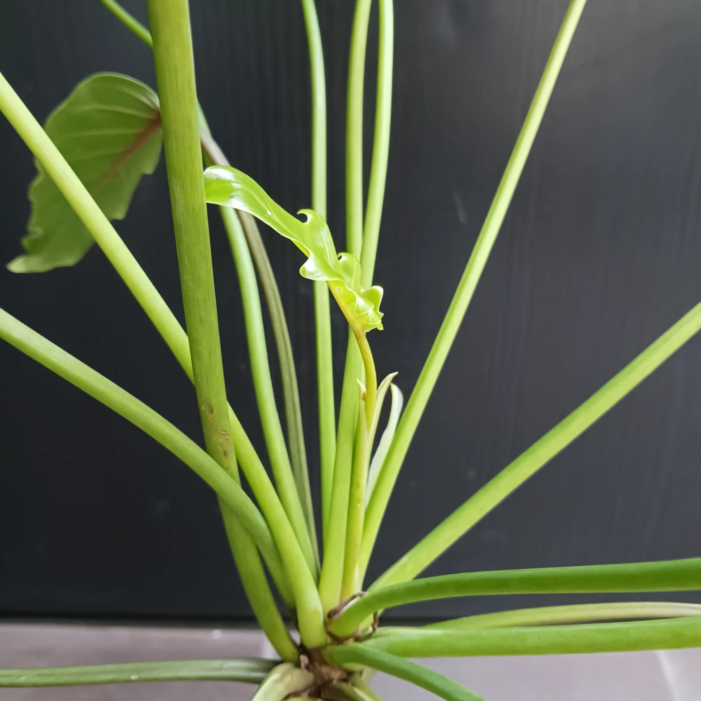 まとめ割り対象★クッカバラ　5号　幹立ち　観葉植物の写真5枚目