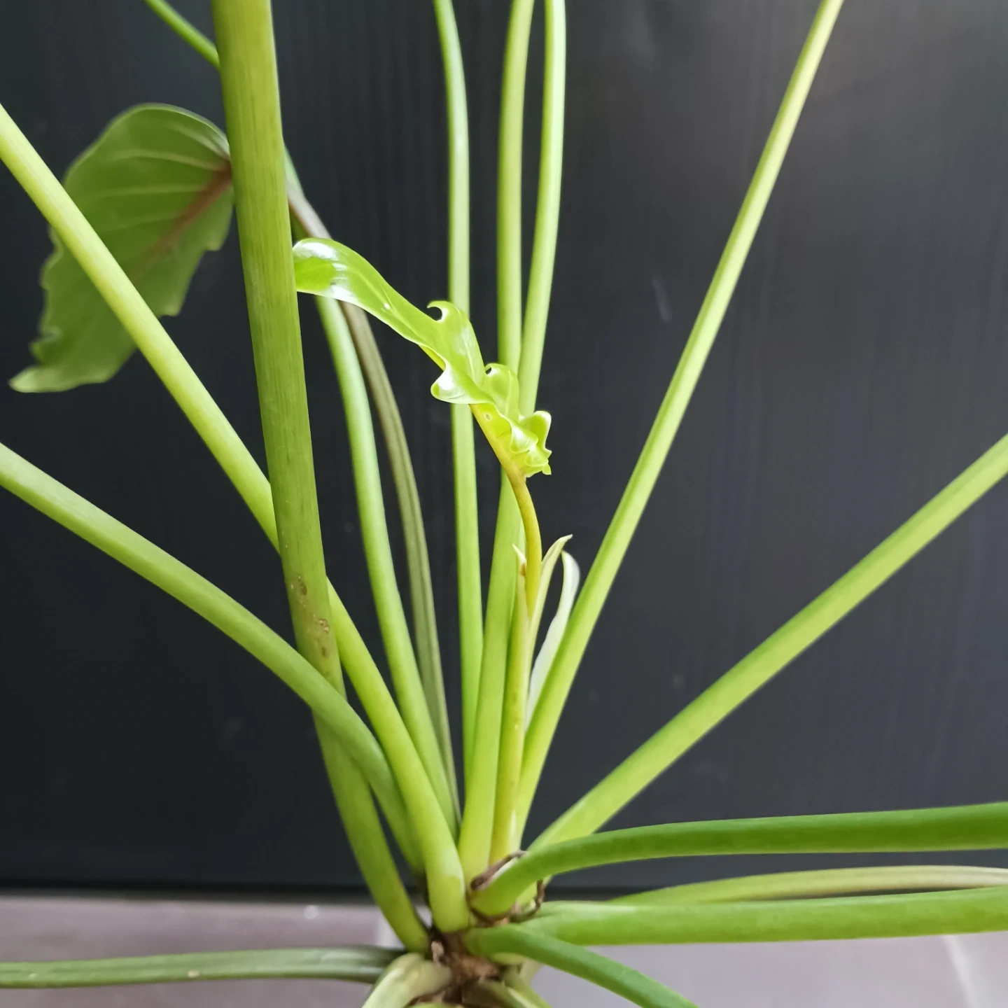 まとめ割り対象★クッカバラ 5号 幹立ち 観葉植物の写真5枚目