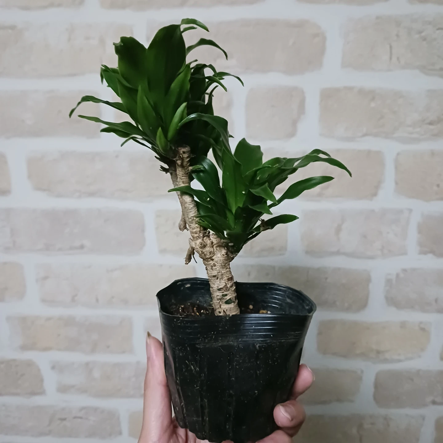 ドラセナコンパクタ 3号ポット苗 観葉植物の写真4枚目
