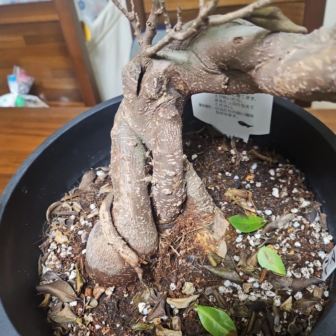 ◽大型ガジュマル◽昇り樹形◽観葉植物◽鉢植えの写真9枚目
