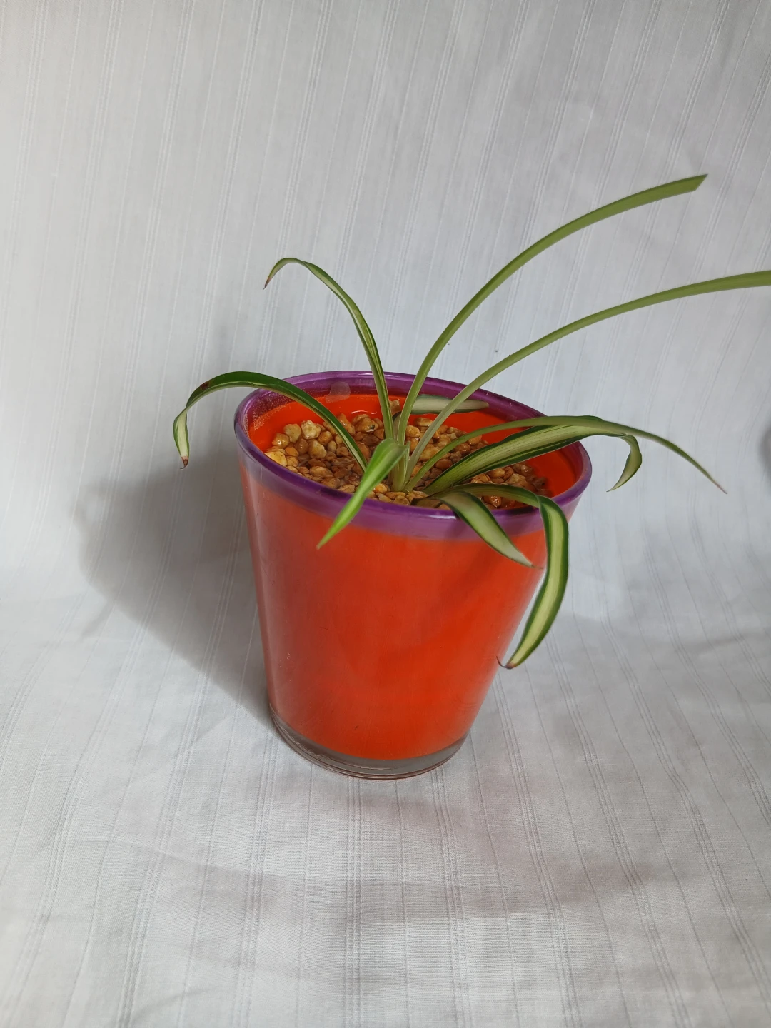 オリヅルラン 観葉植物②