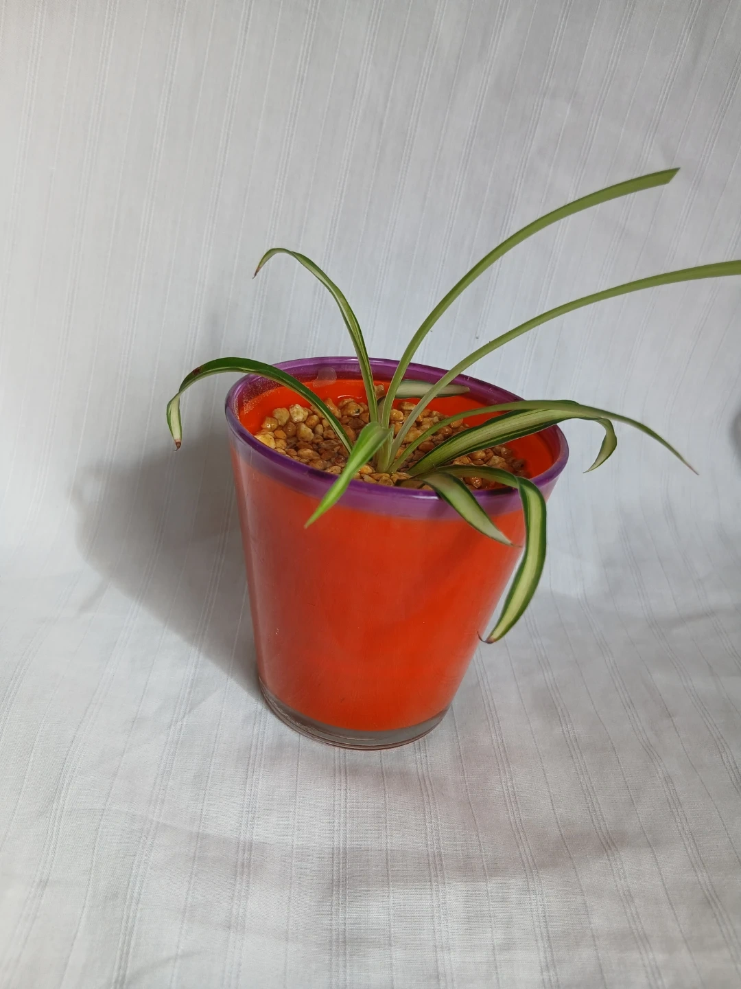 オリヅルラン 観葉植物②