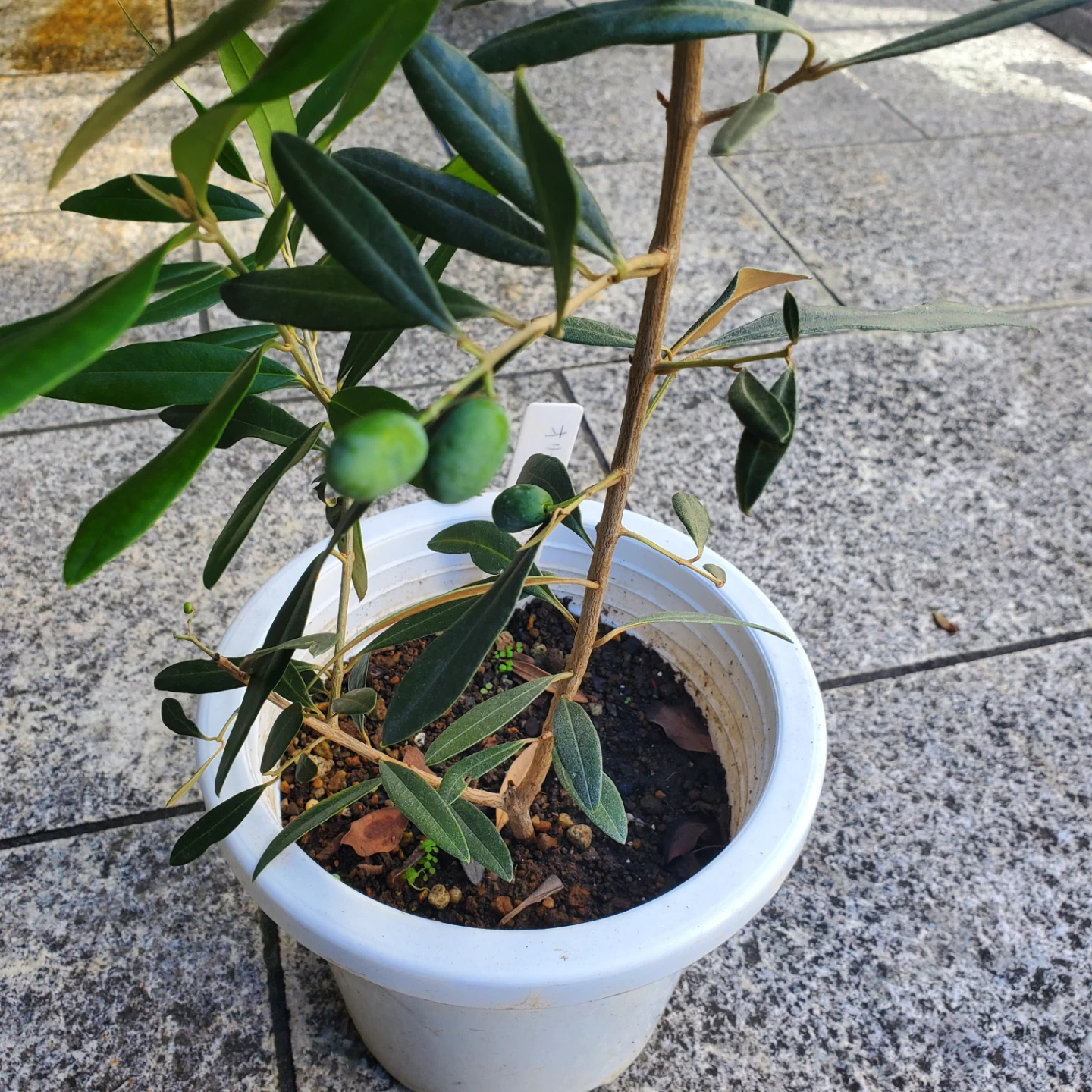 オリーブ 『ひなかぜ』 実付き 鉢植えの写真2枚目