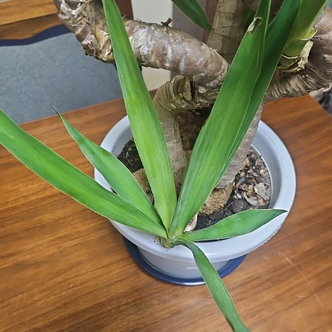 ◽観葉植物ユッカ◽空気清浄樹◽極太幹◽鉢付きの写真10枚目