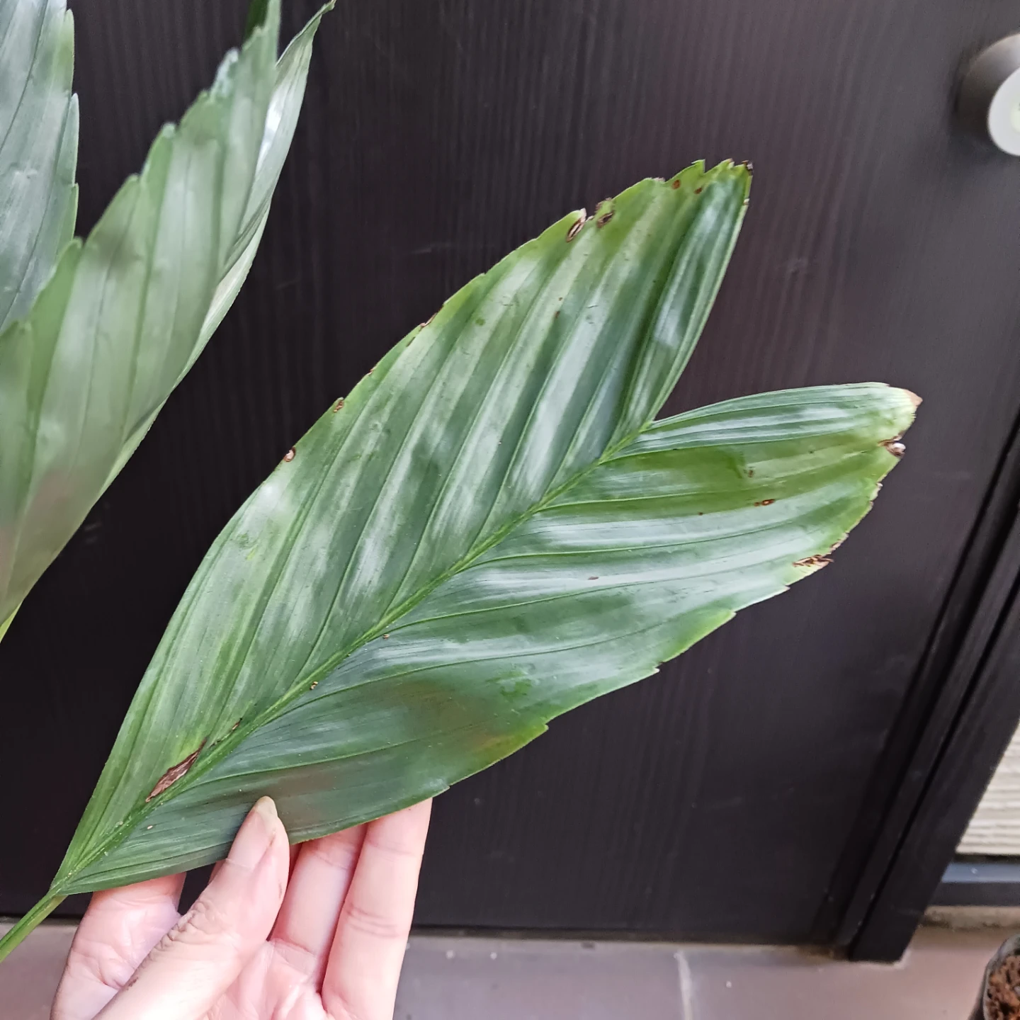 まとめ買い対象★レア★6 テネラ　5号 根上がり チャメドレア　観葉植物の写真5枚目