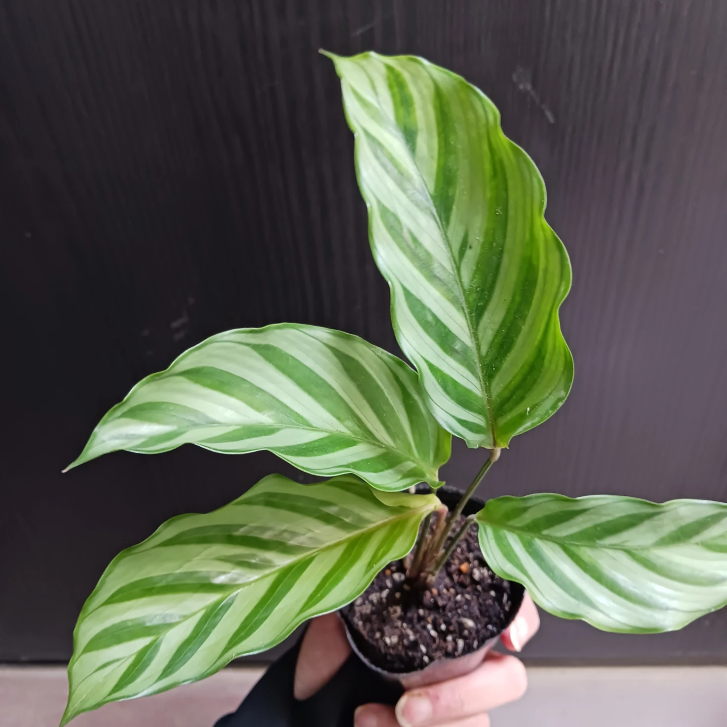 カラテア　フレディ　2.5号ポット苗　観葉植物の写真6枚目
