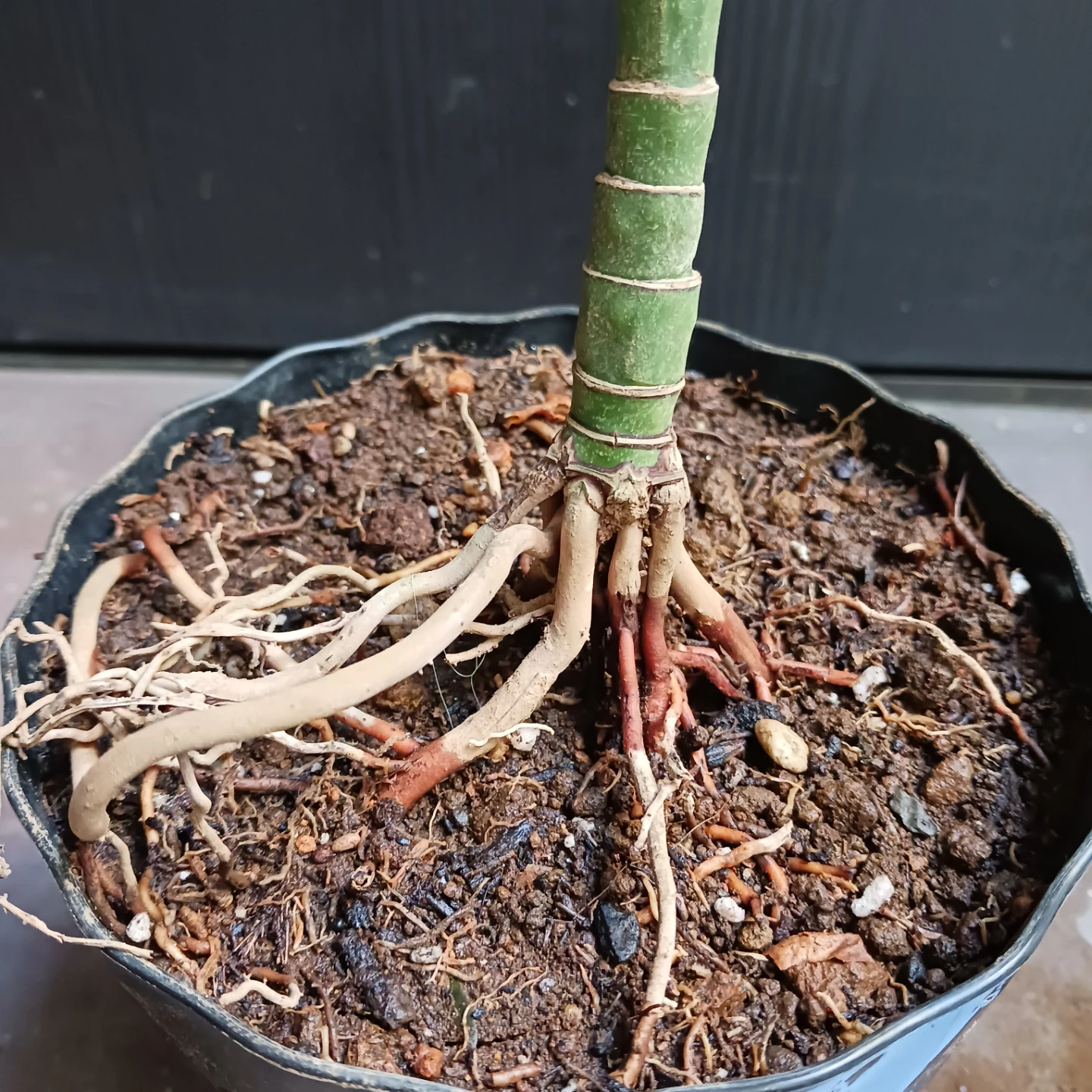 まとめ買い対象★レア★6 テネラ　5号 根上がり チャメドレア　観葉植物の写真7枚目