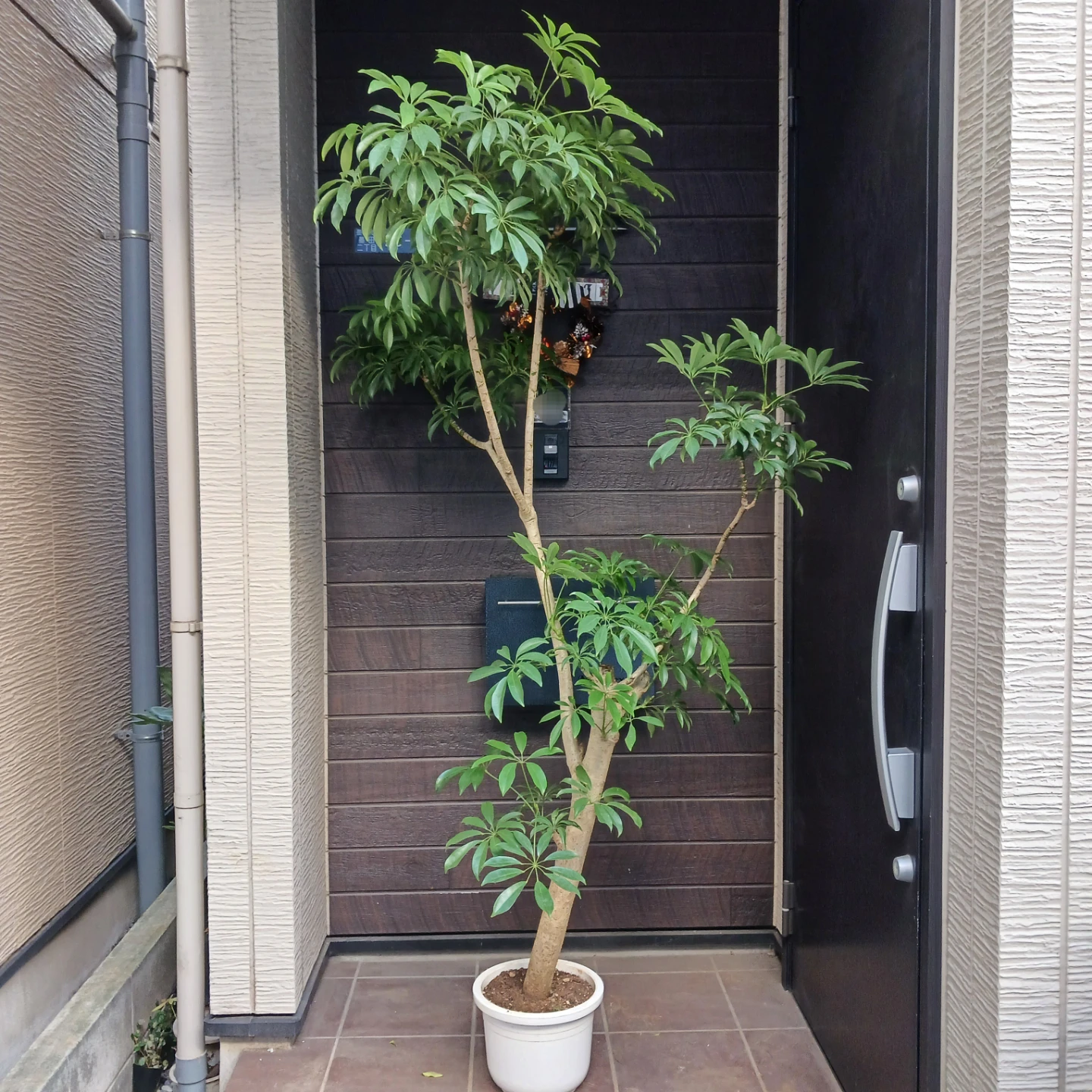 まとめ買い対象★4 シェフレラ　9号　観葉植物　大型　シンボルツリーの写真2枚目