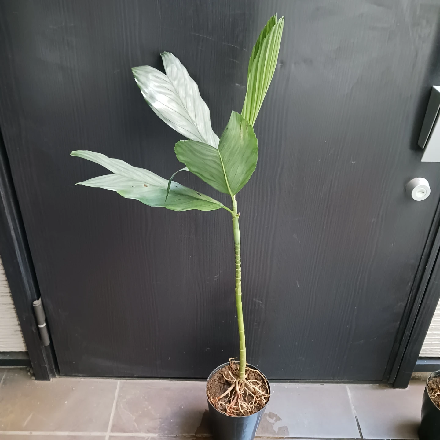 まとめ買い対象★レア★ 8 テネラ　5号相当　ヤシ　観葉植物の写真2枚目
