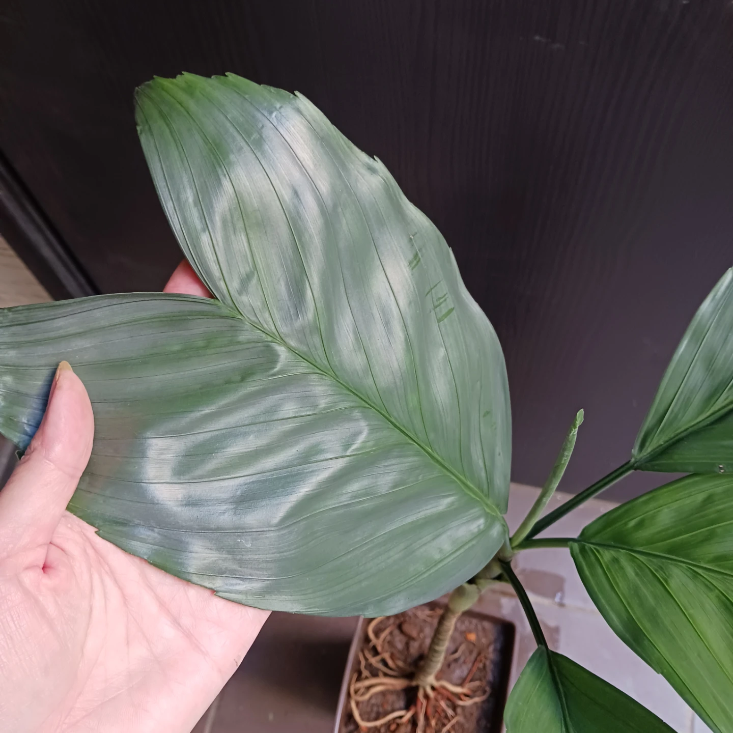 まとめ買い対象★レア★2 テネラ　7号相当　ヤシ　観葉植物の写真7枚目