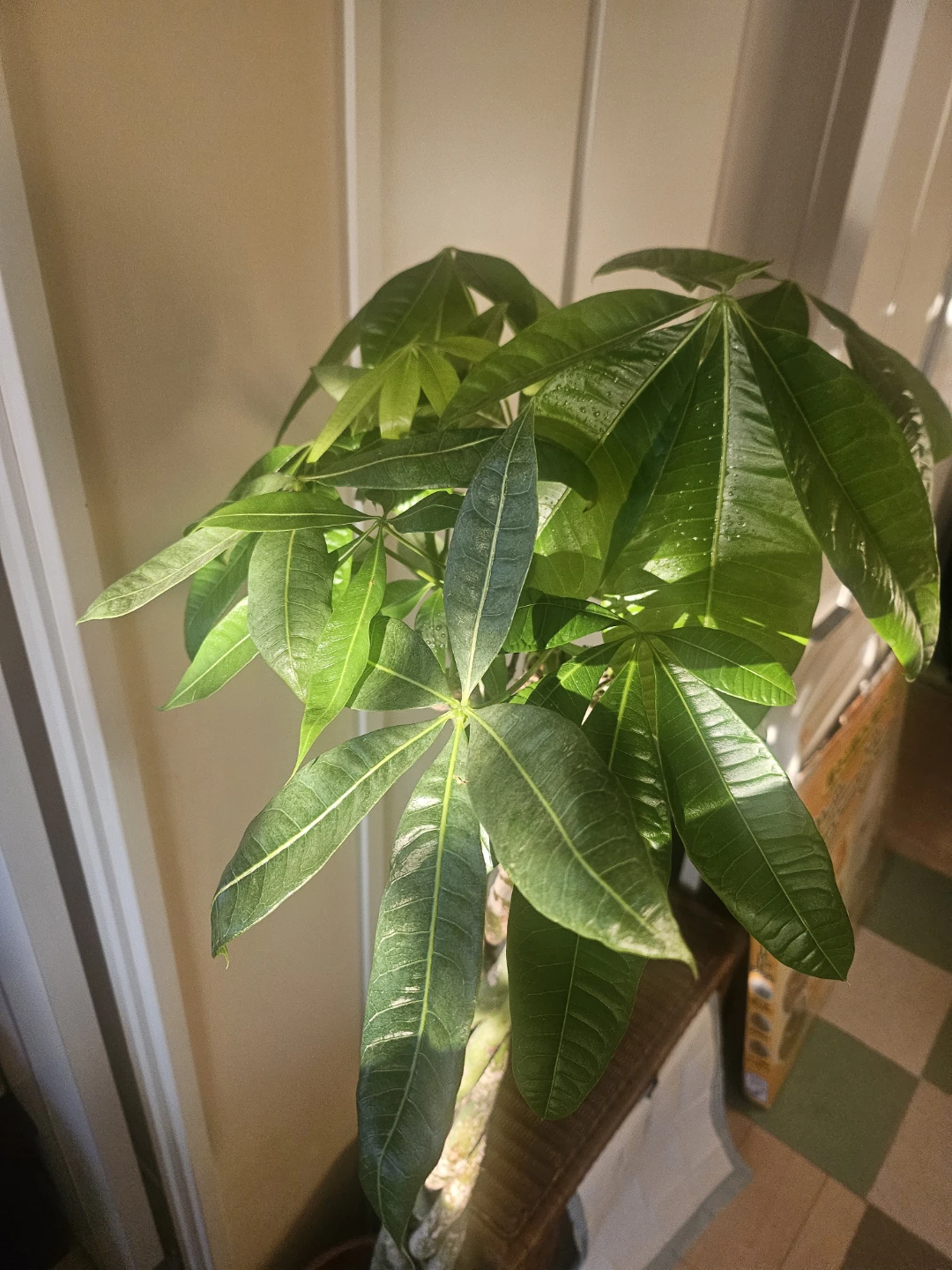 ◽大型パキラ◽編み込み◽観葉植物の写真2枚目