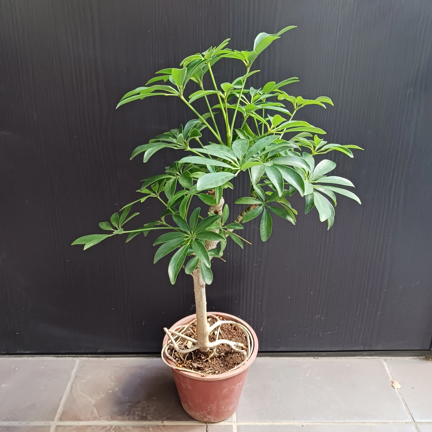 15 シェフレラ　コンパクタ　5号　ホンコン　観葉植物　クイーンの写真2枚目