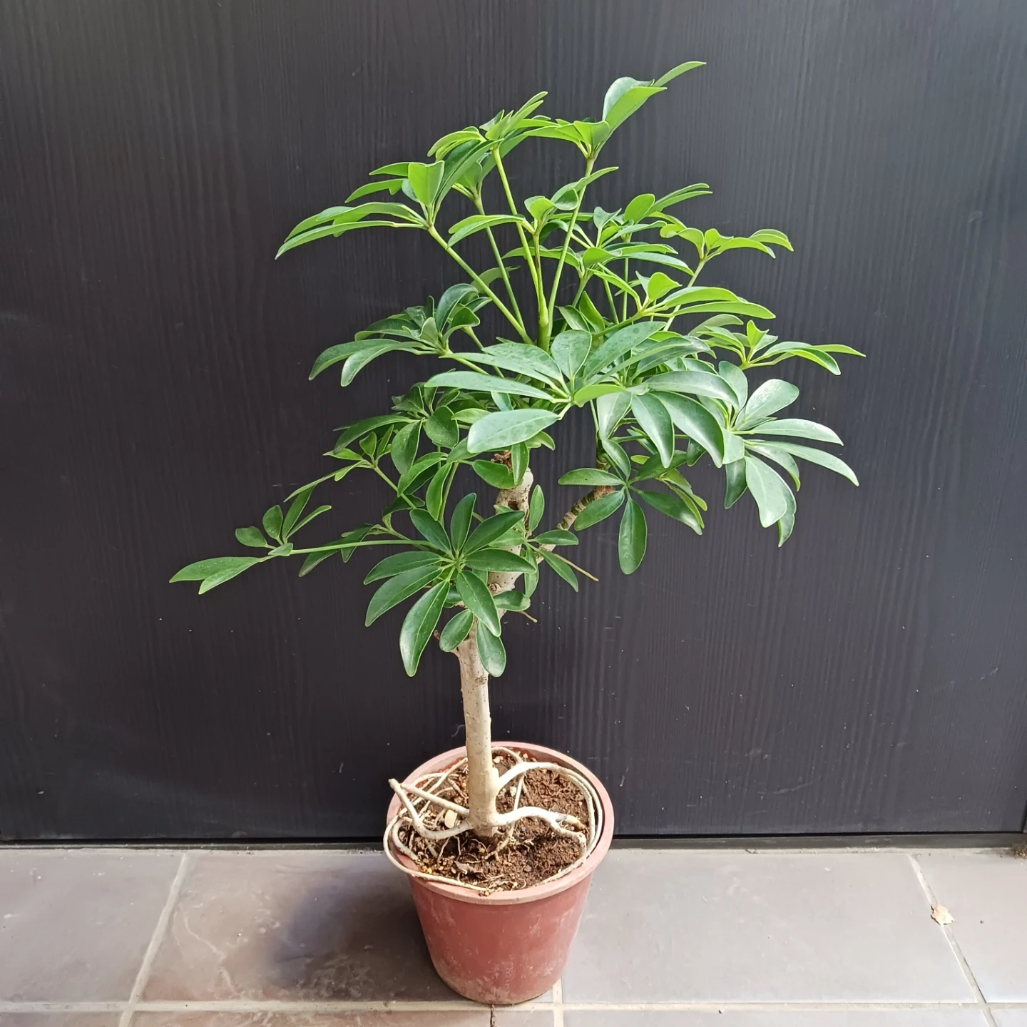 15 シェフレラ コンパクタ 5号 ホンコン 観葉植物 クイーンの写真2枚目