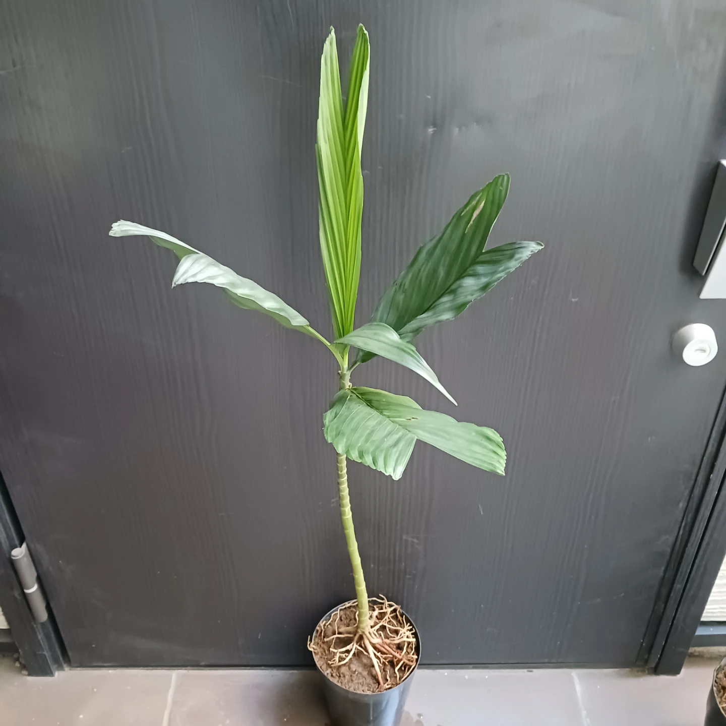 まとめ買い対象★レア★ 8 テネラ　5号相当　ヤシ　観葉植物