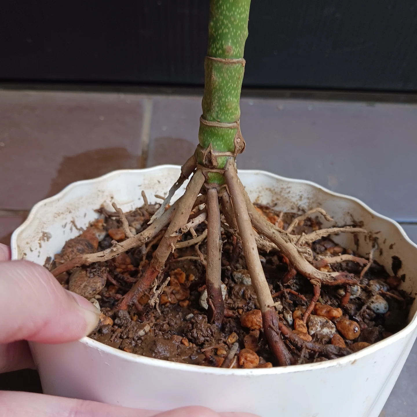 まとめ買い対象★レア★4 テネラ　5号 根上がり　ヤシ　観葉植物の写真8枚目