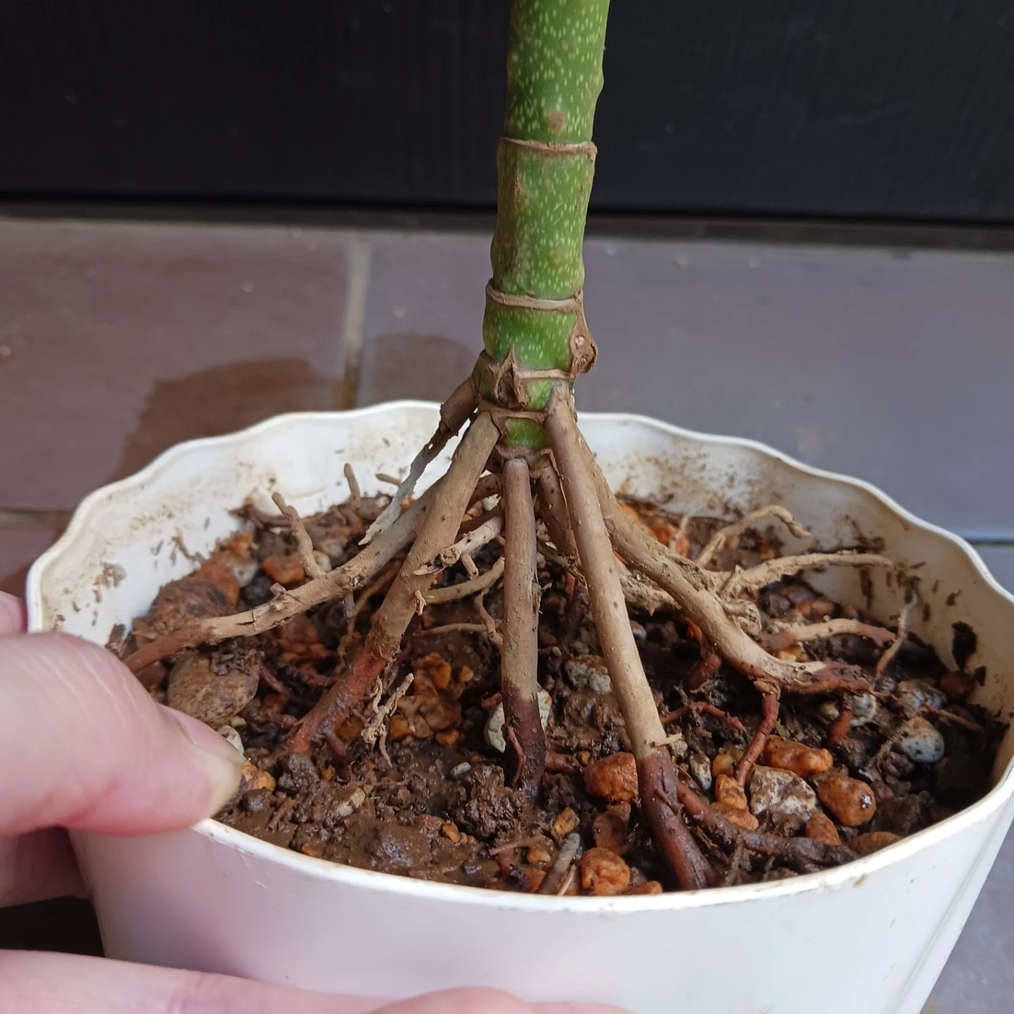 まとめ買い対象★レア★4 テネラ 5号 根上がり ヤシ 観葉植物の写真8枚目