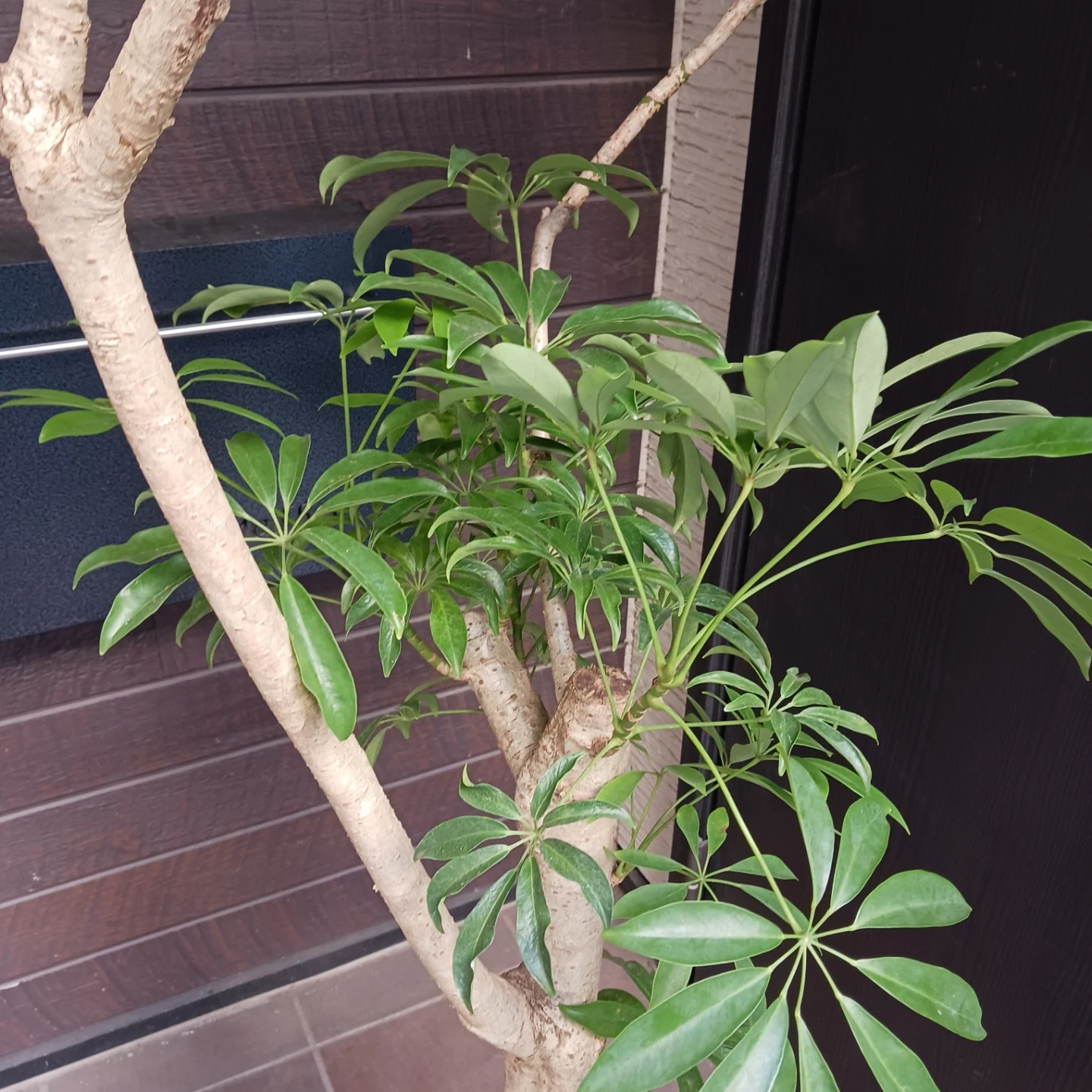 まとめ買い対象★4 シェフレラ 9号 観葉植物 大型 シンボルツリーの写真5枚目