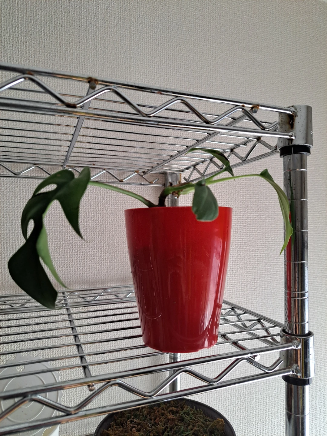 ヒメモンステラ 観葉植物 赤鉢付き