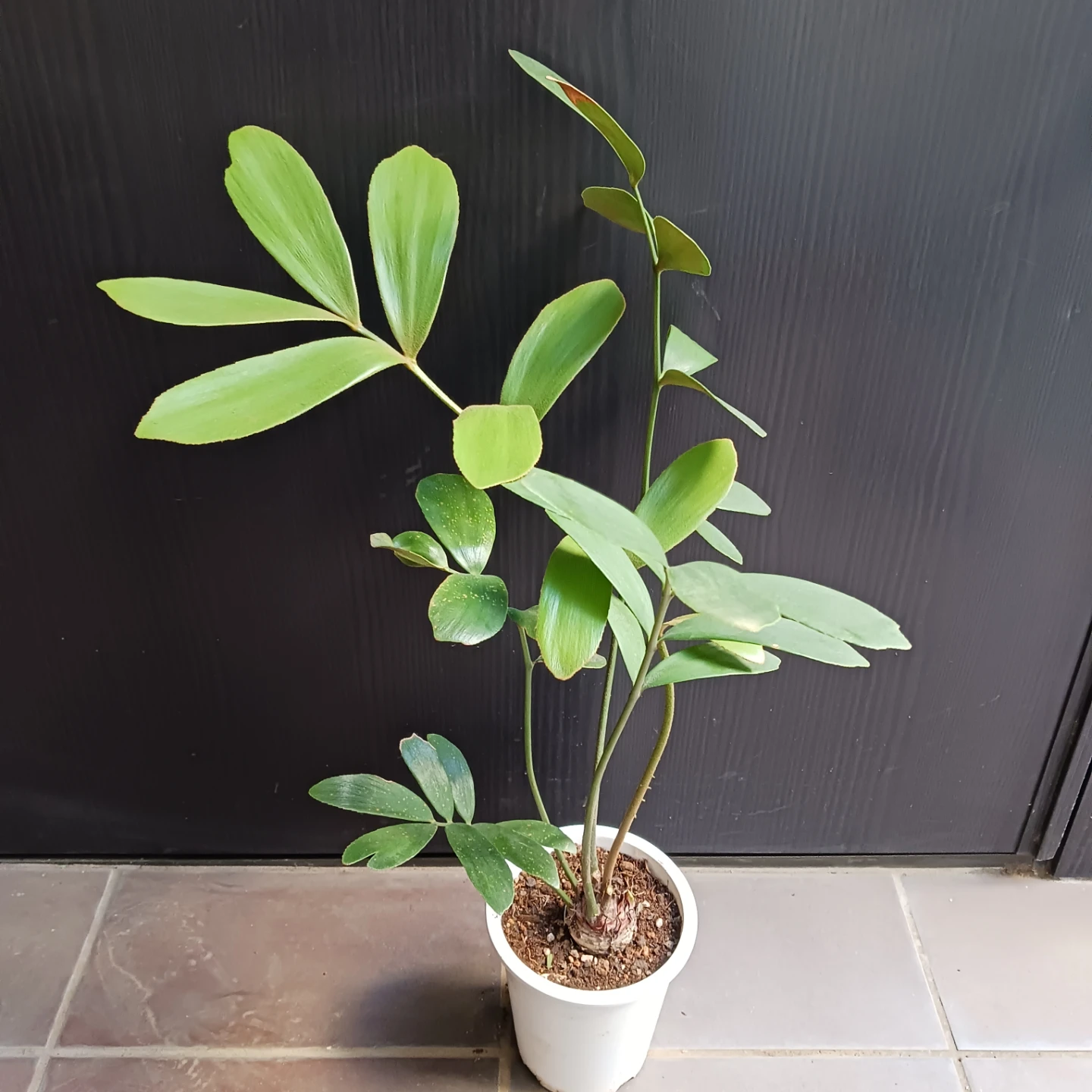 メキシコソテツ　ザミア　4号　観葉植物の写真4枚目