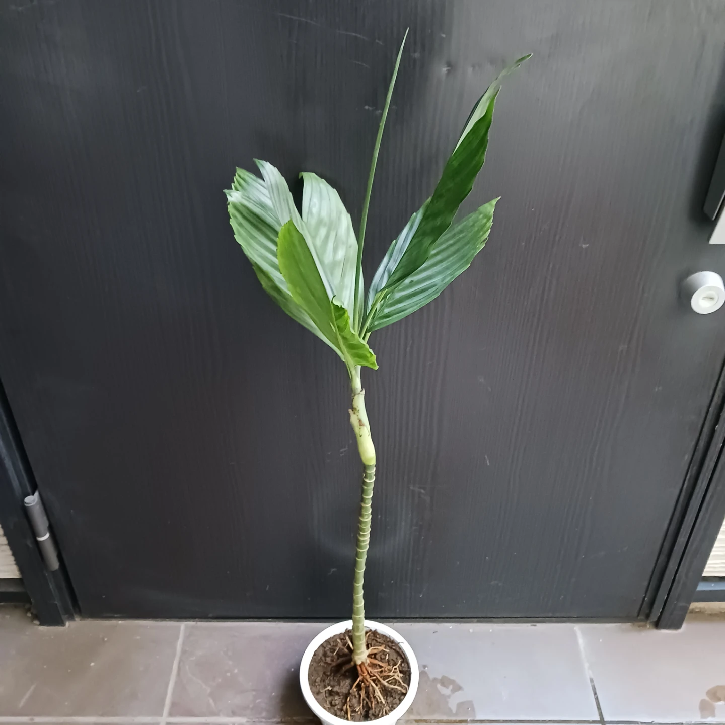まとめ買い対象★レア★9 テネラ　5号　ヤシ　観葉植物の写真2枚目