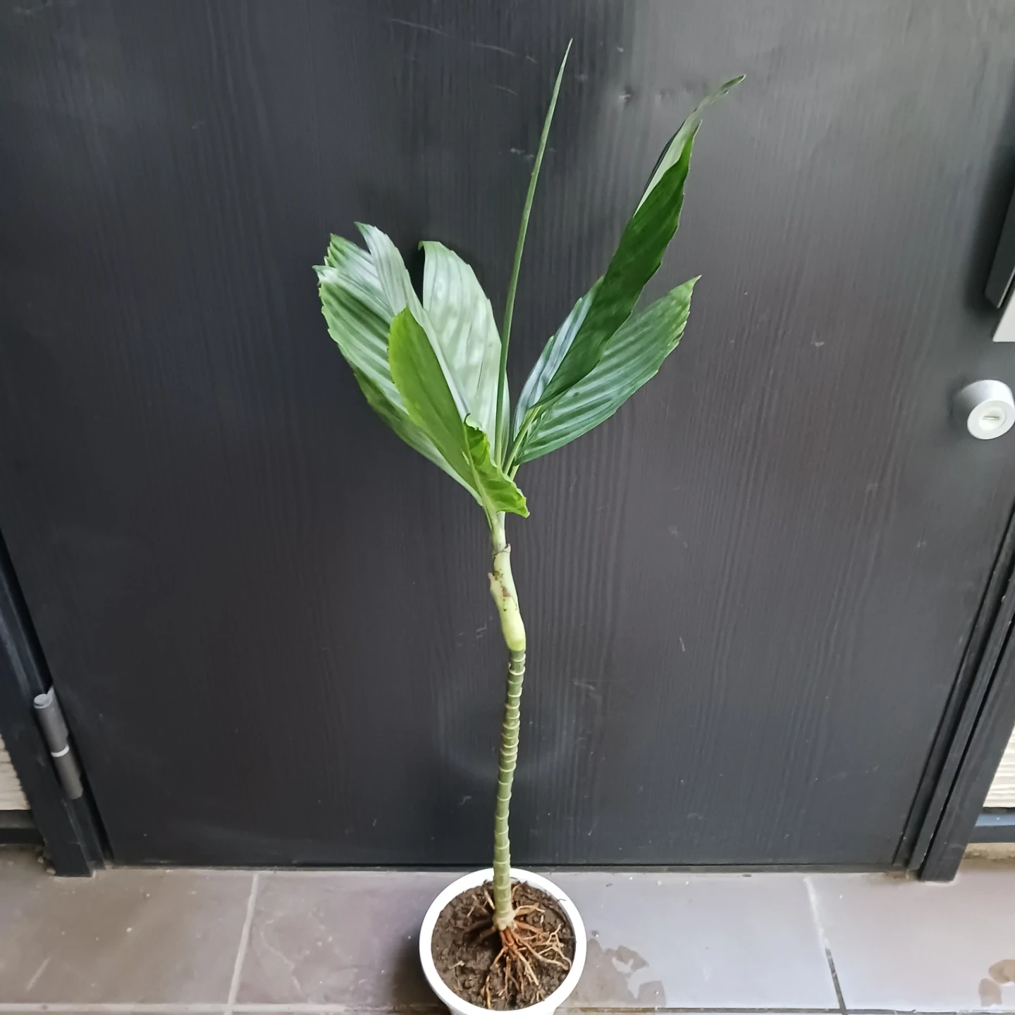 まとめ買い対象★レア★9 テネラ 5号 ヤシ 観葉植物の写真2枚目