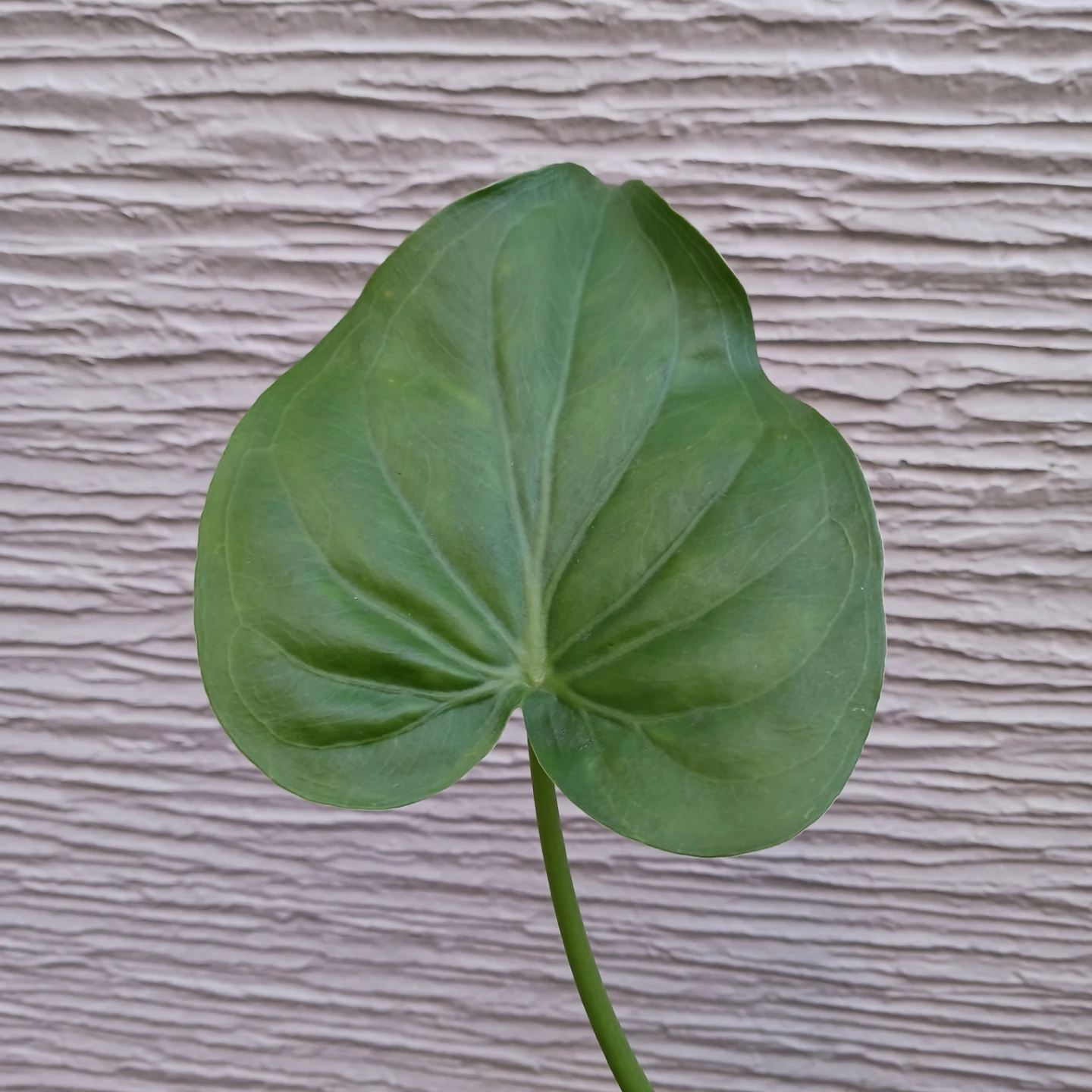 クワズイモ　アロカシア オドラ　3号　観葉植物の写真7枚目