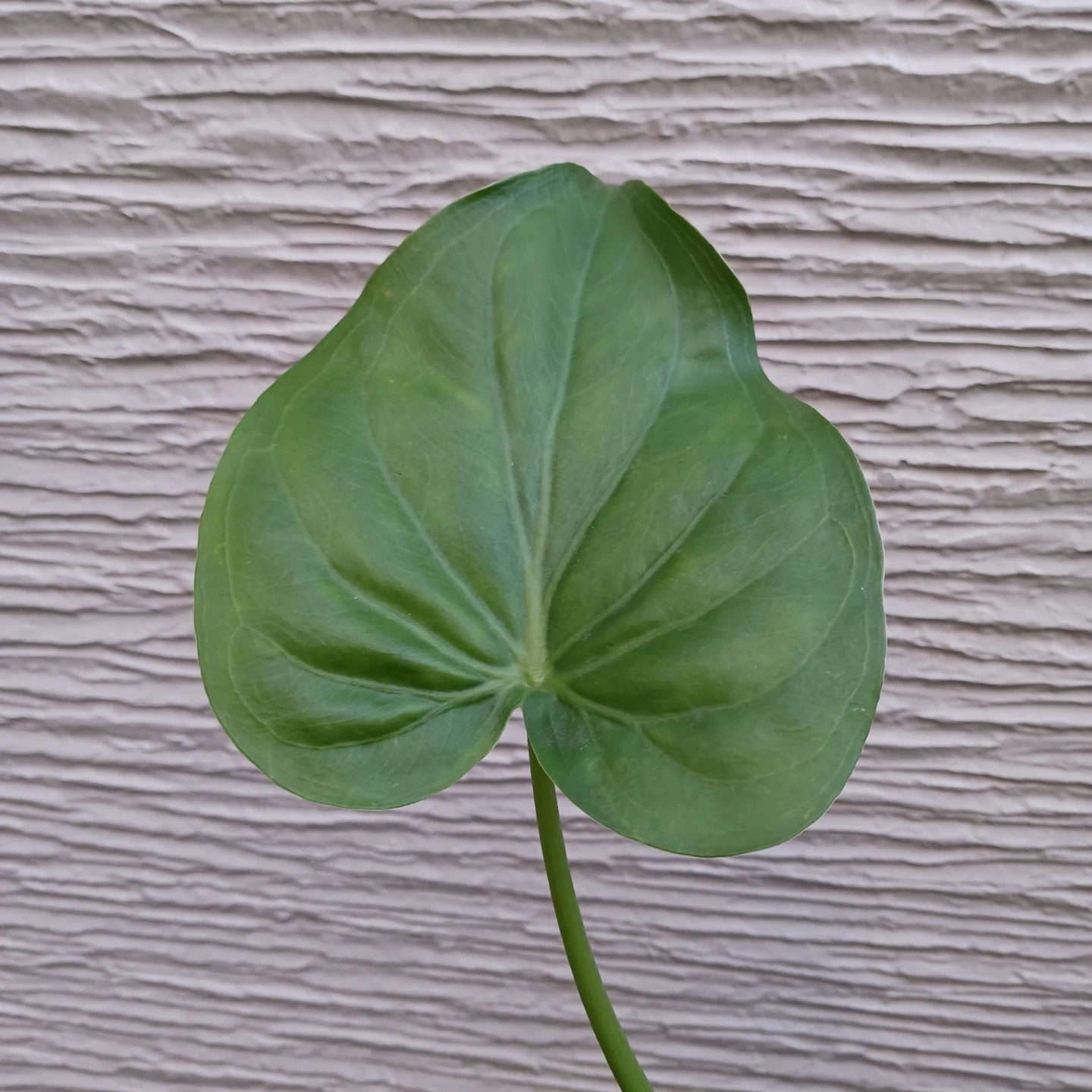 クワズイモ アロカシア オドラ 3号 観葉植物の写真7枚目