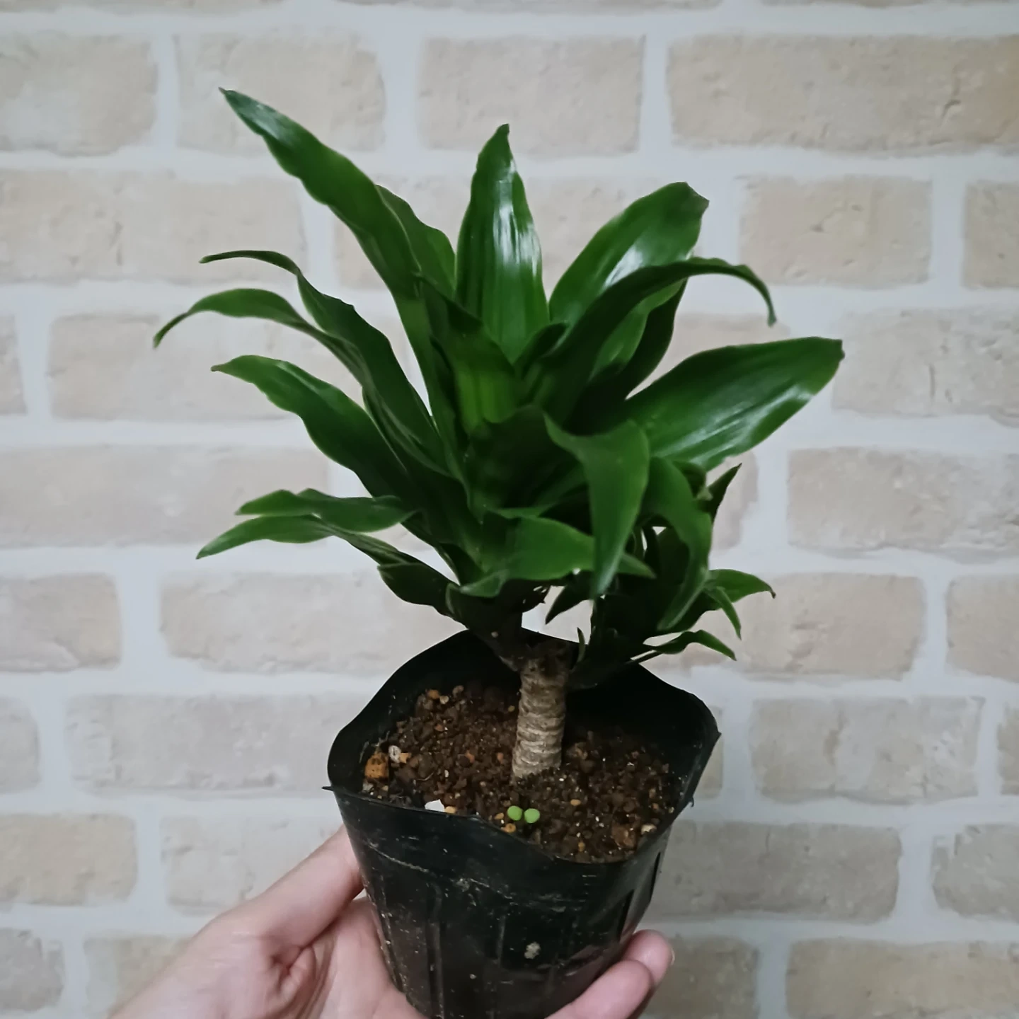 ドラセナ コンパクタ 3号 ポット苗 観葉植物