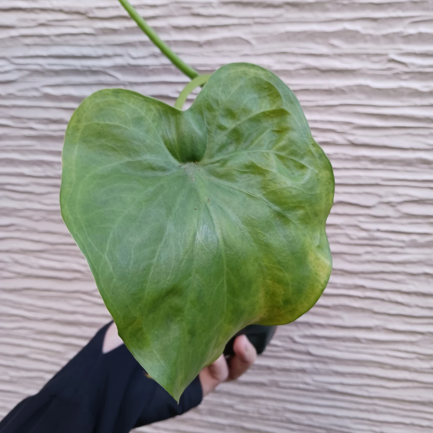 クワズイモ　アロカシア オドラ　3号　観葉植物の写真6枚目