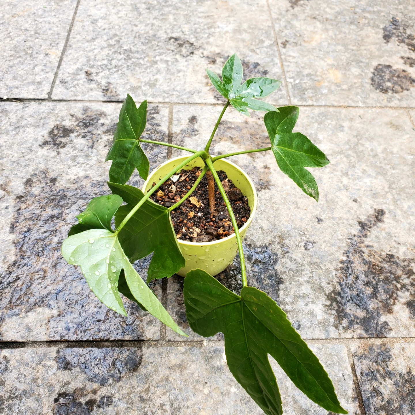 ヤツデ  鉢植え