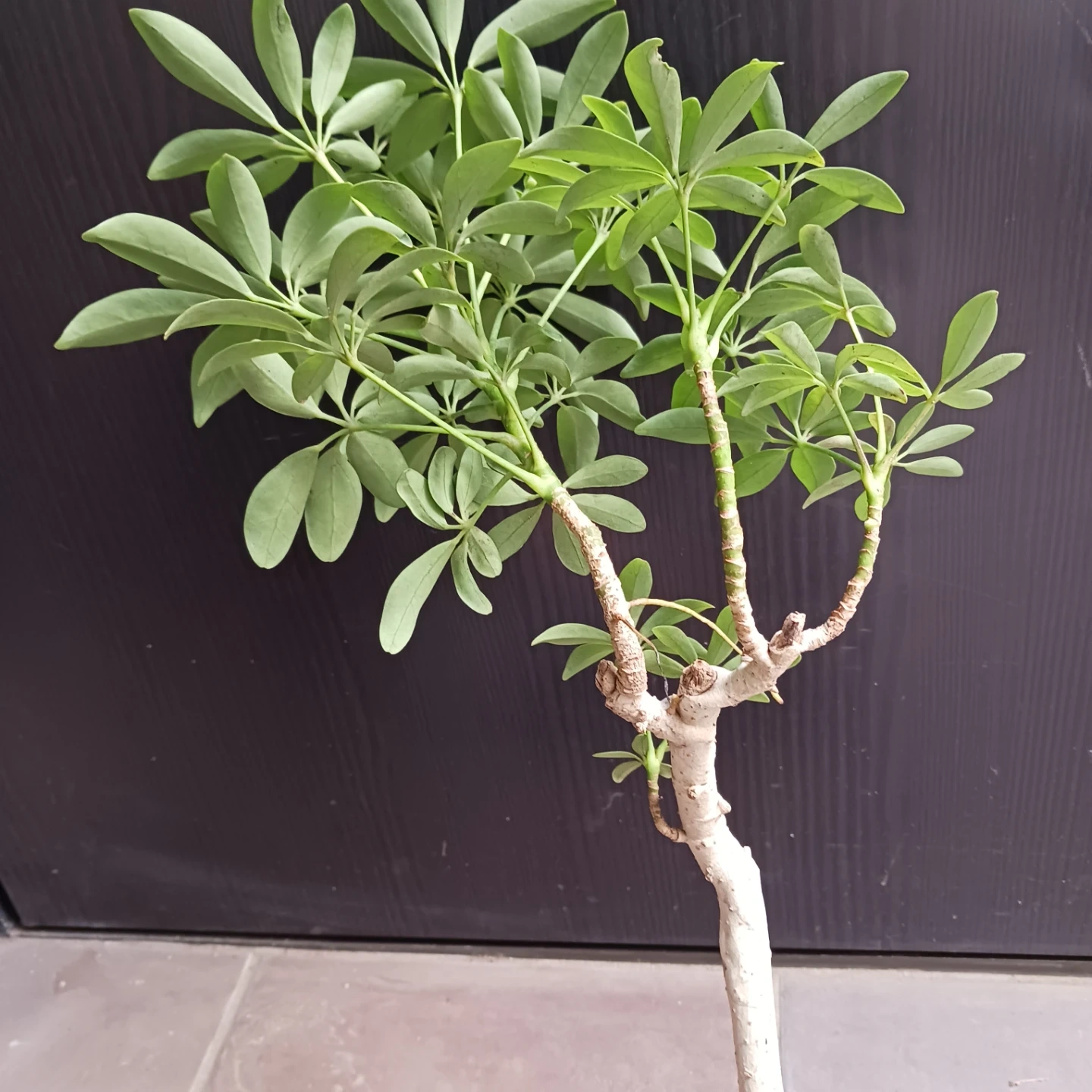 シェフレラコンパクタ 5号相当 観葉植物の写真7枚目