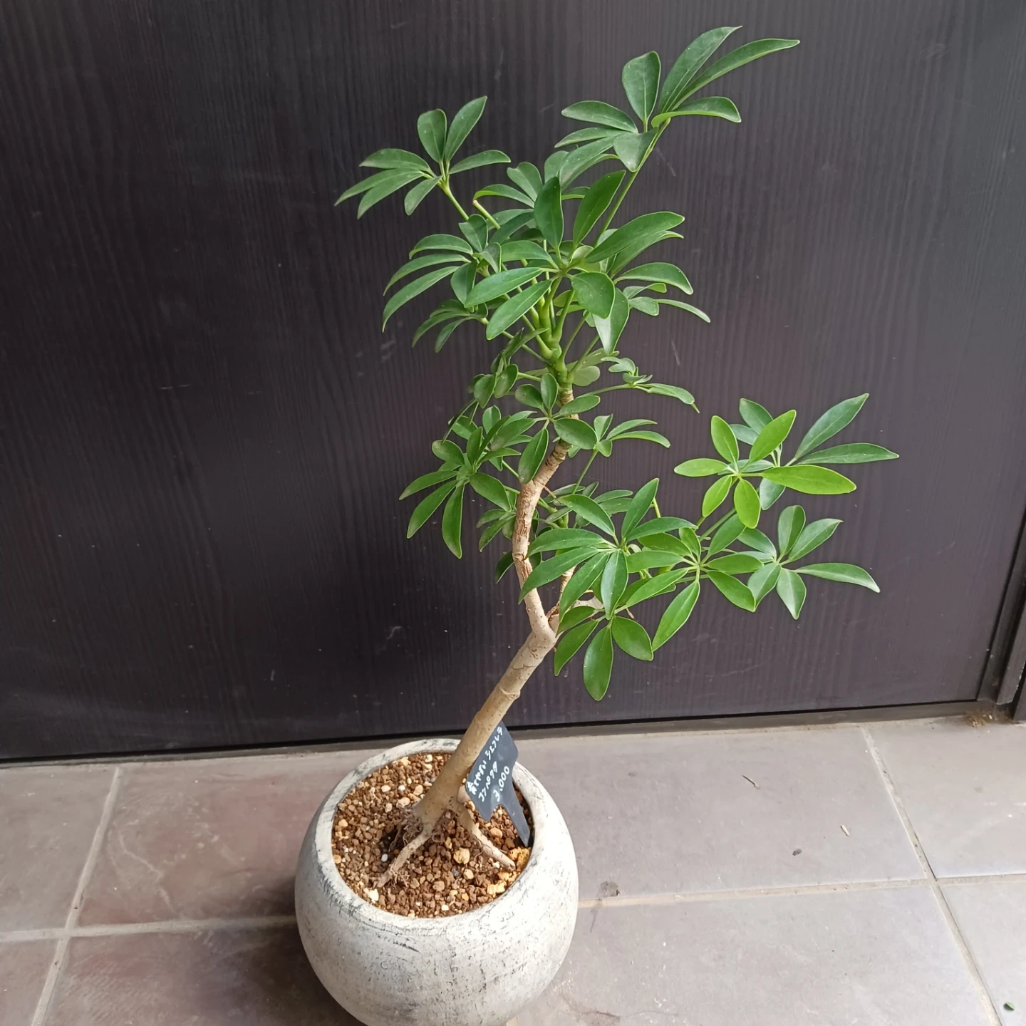 シェフレラコンパクタ 5号相当 観葉植物