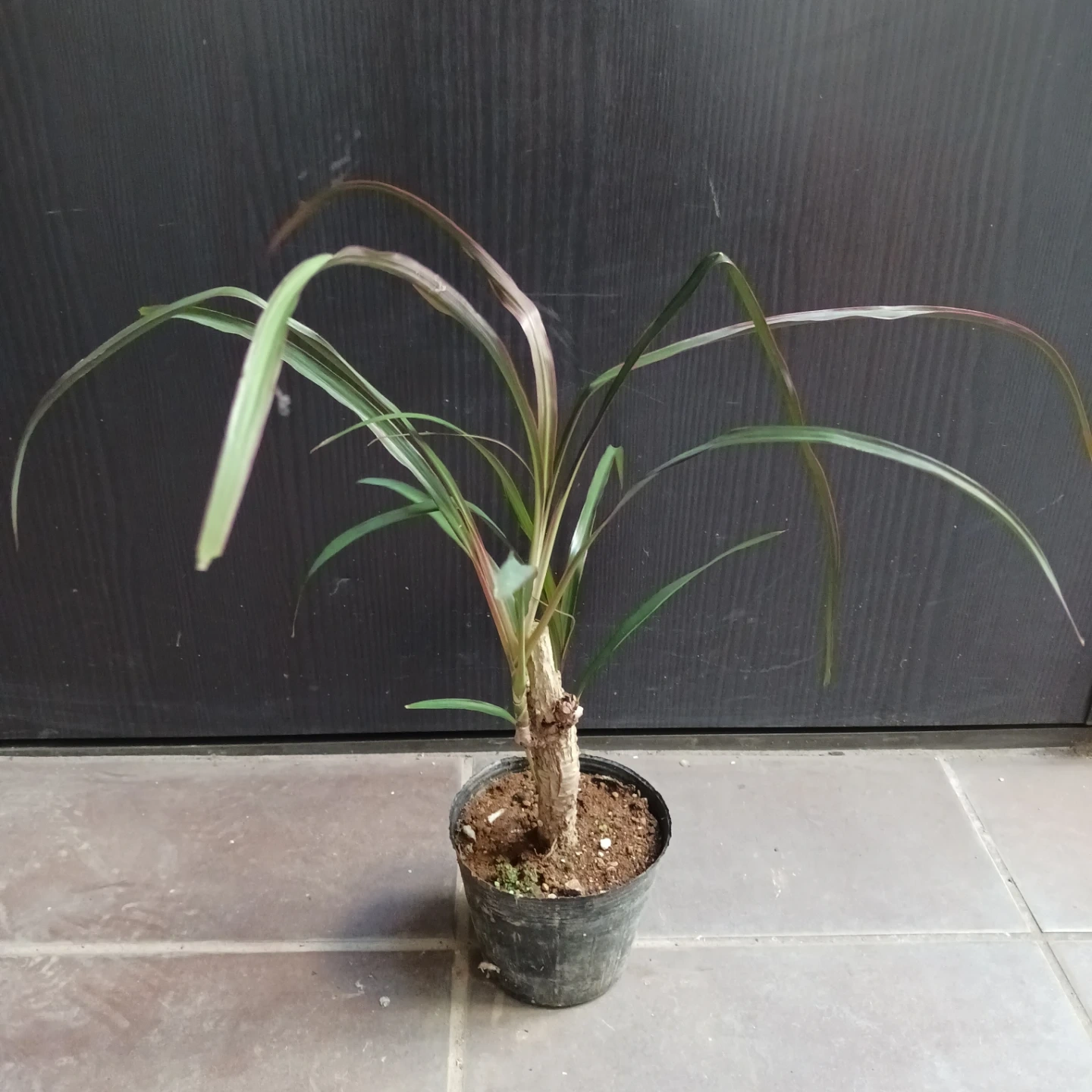 希少★1 コルジリネ 3.5号 観葉植物の写真3枚目