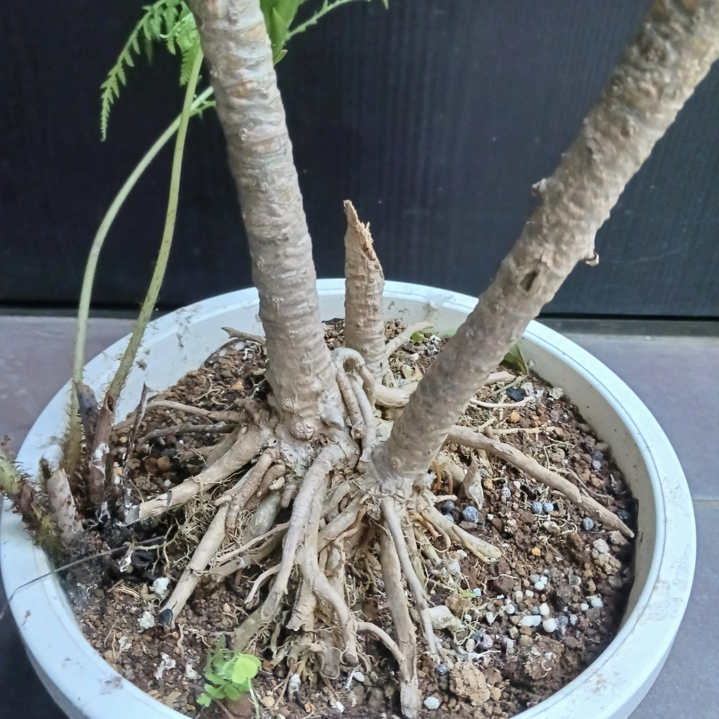 まとめ割り対象★ドラセナ コンパクタ 7号 観葉植物の写真5枚目